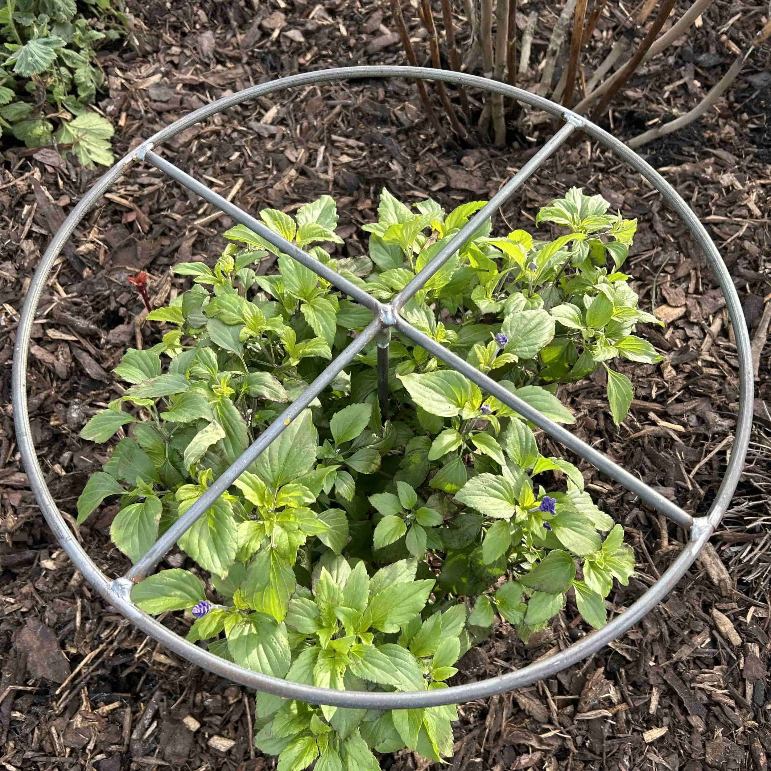 Ring with cross Grow-Through Herbaceous Plant Support
