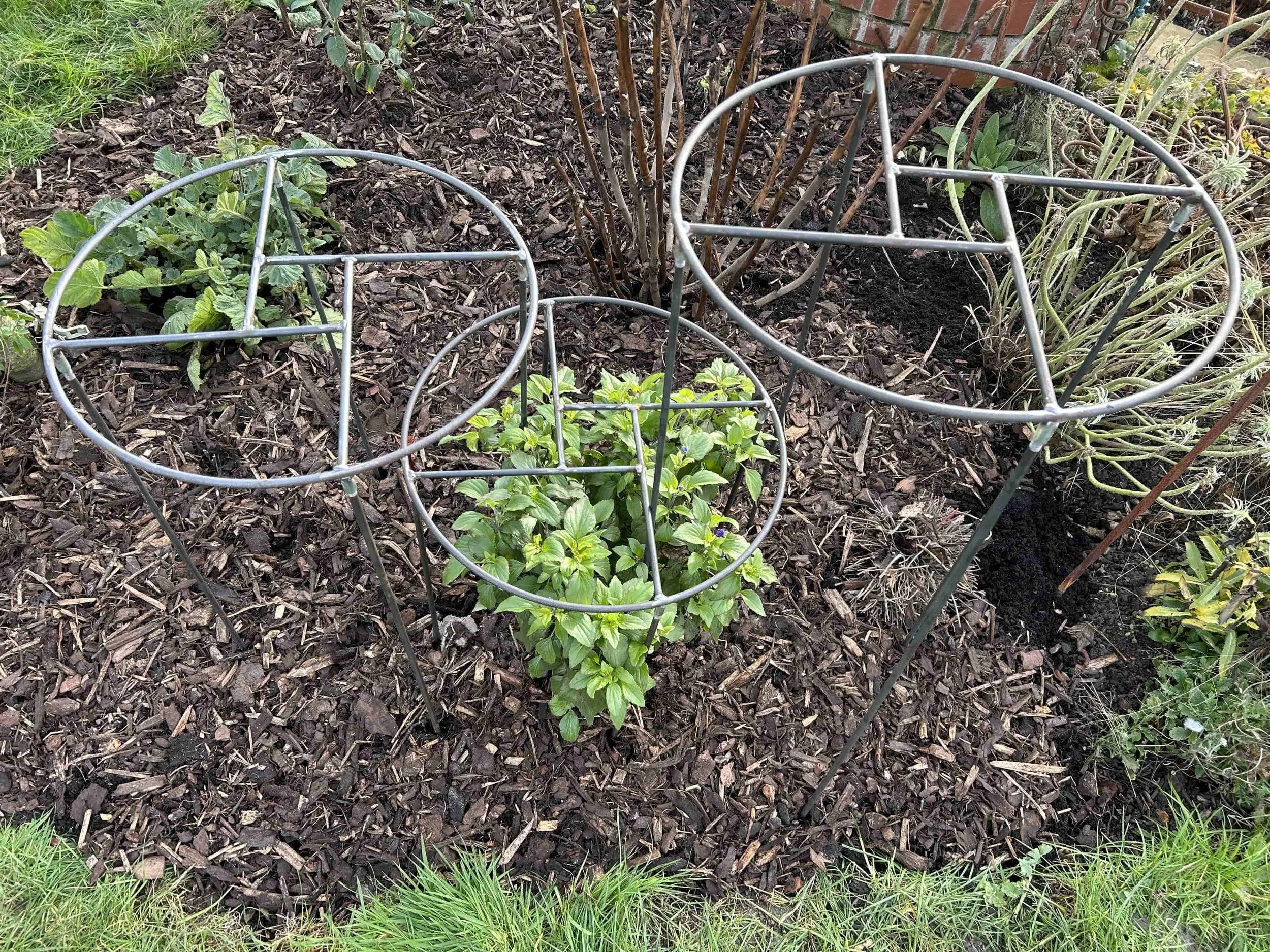 Modern Grow Through Plant Support