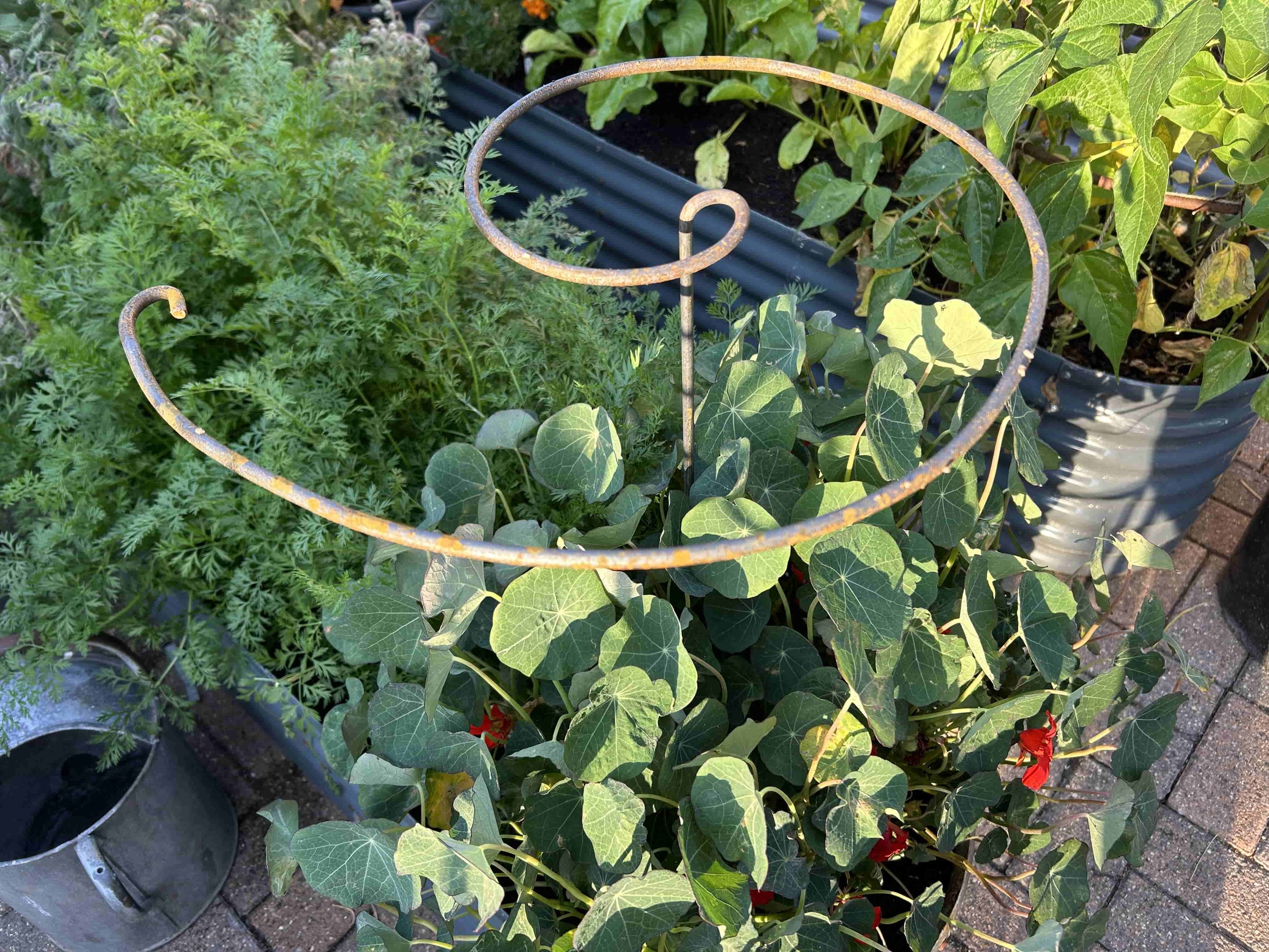 Spiral Twist Plant Support