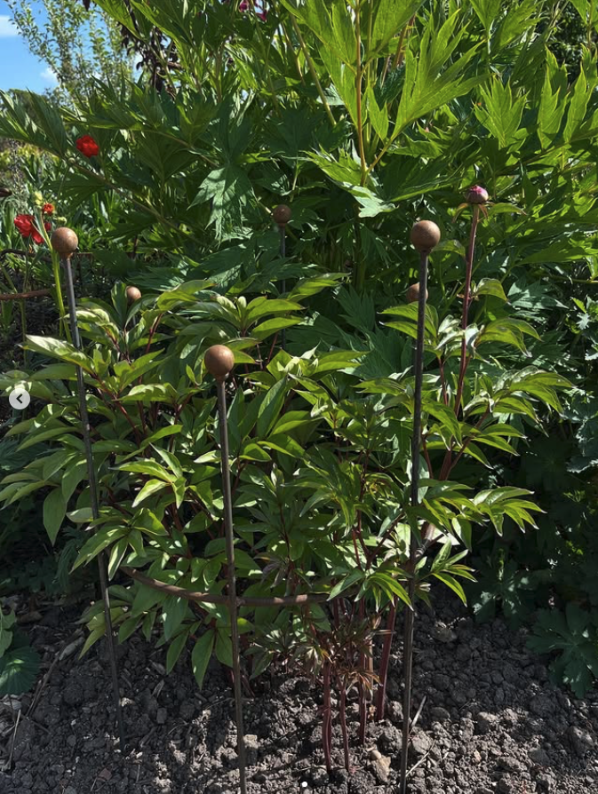 A herbaceous peony ring support