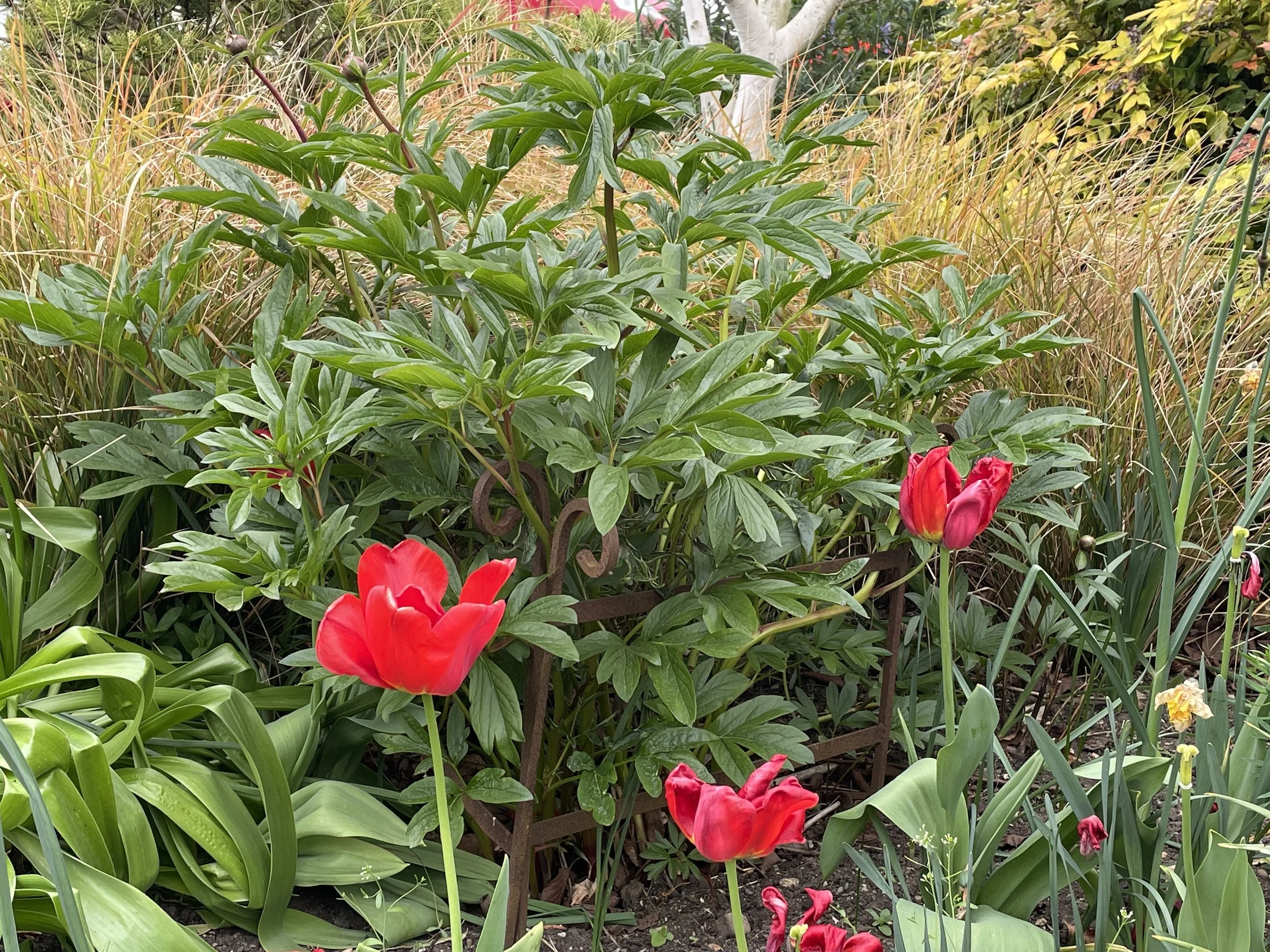 Peony Supports - Grow Through