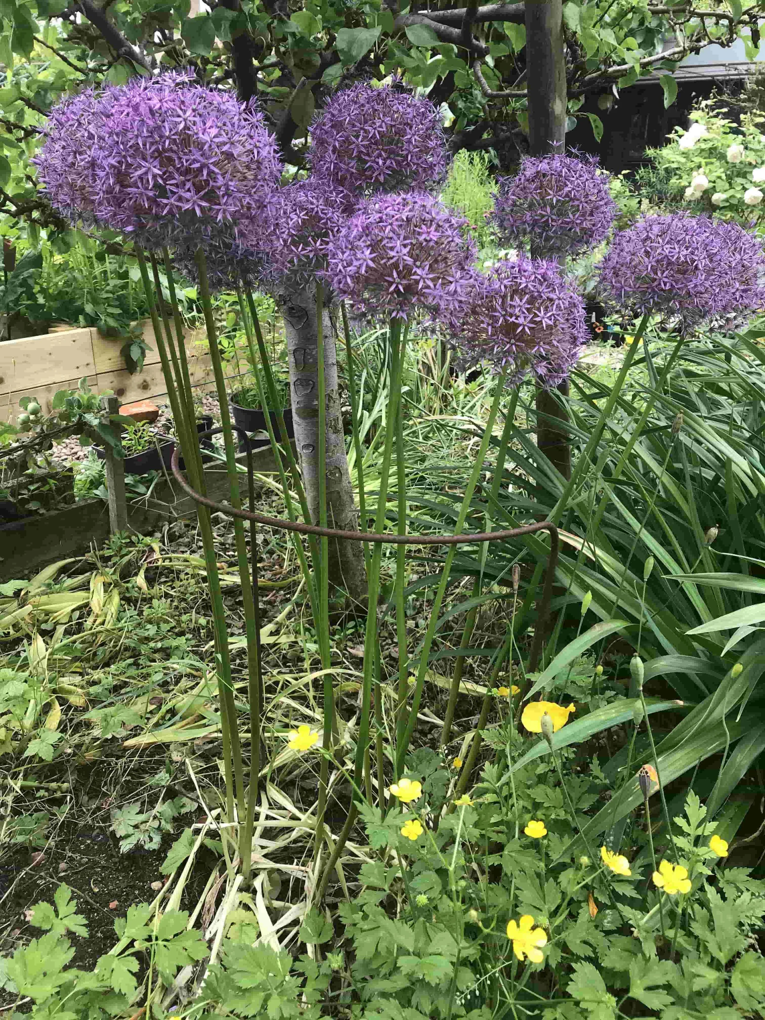 Metal Plant Supports UK