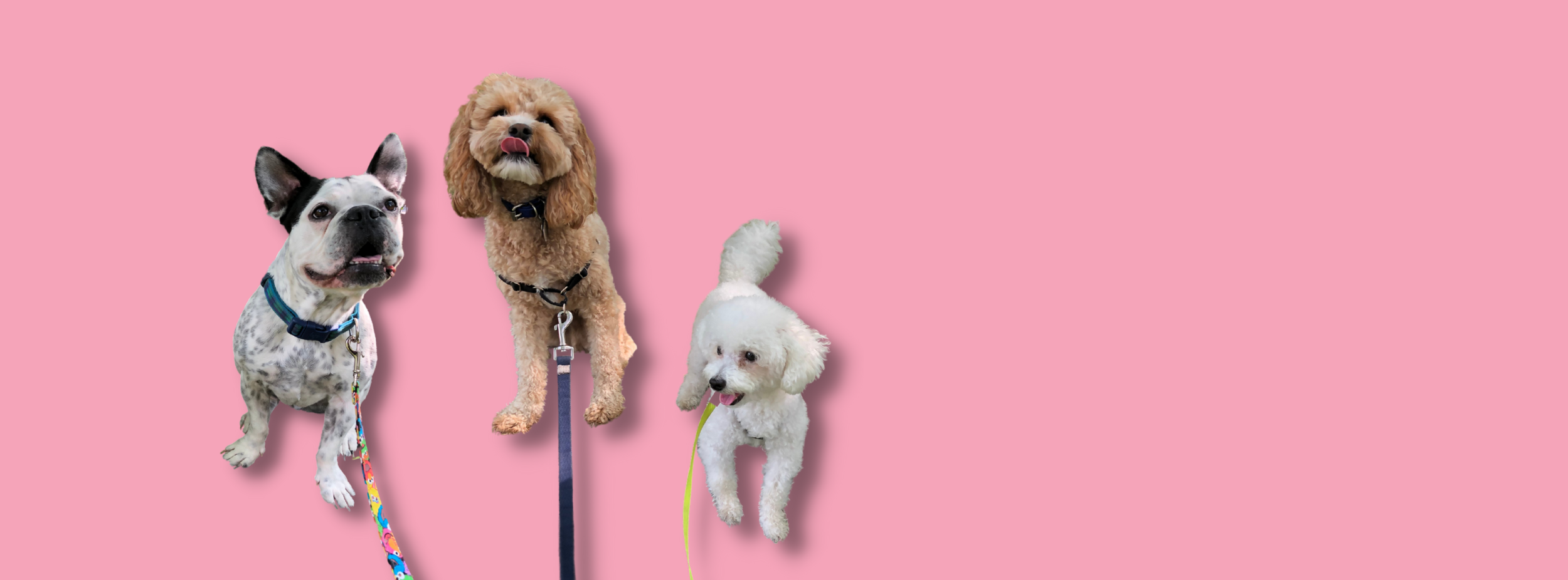 Toronto Beaches, Leslieville and East York Dog Walking Mötley Zoo