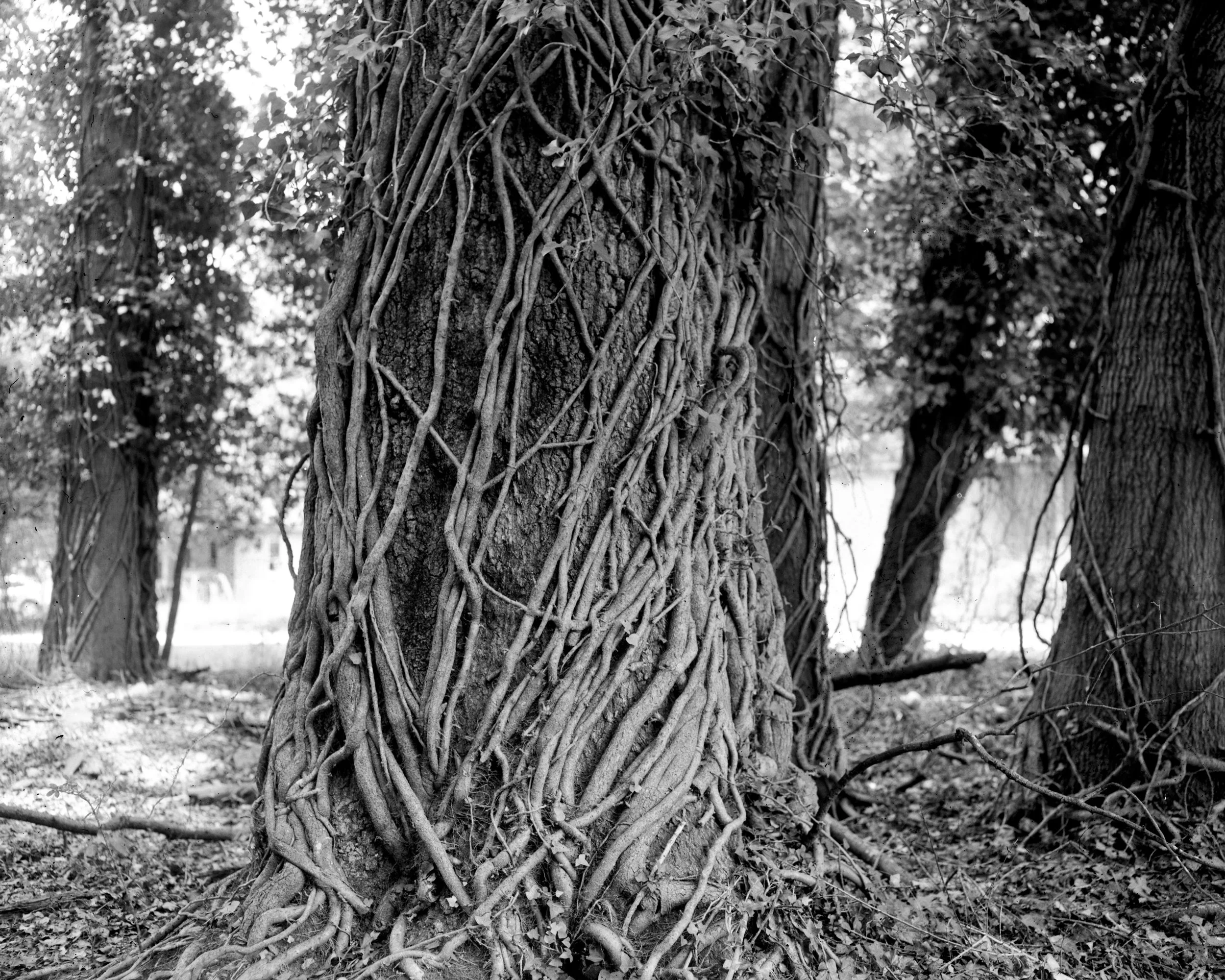 A tree in Shermantown, Georgia- a freedman town settled at the base of Stone Mountain. This tree stands in the woods beside Ebenezer Baptist Church, organized in 1916. 

Shermantown was established by formerly enslaved folks following the Civil War a