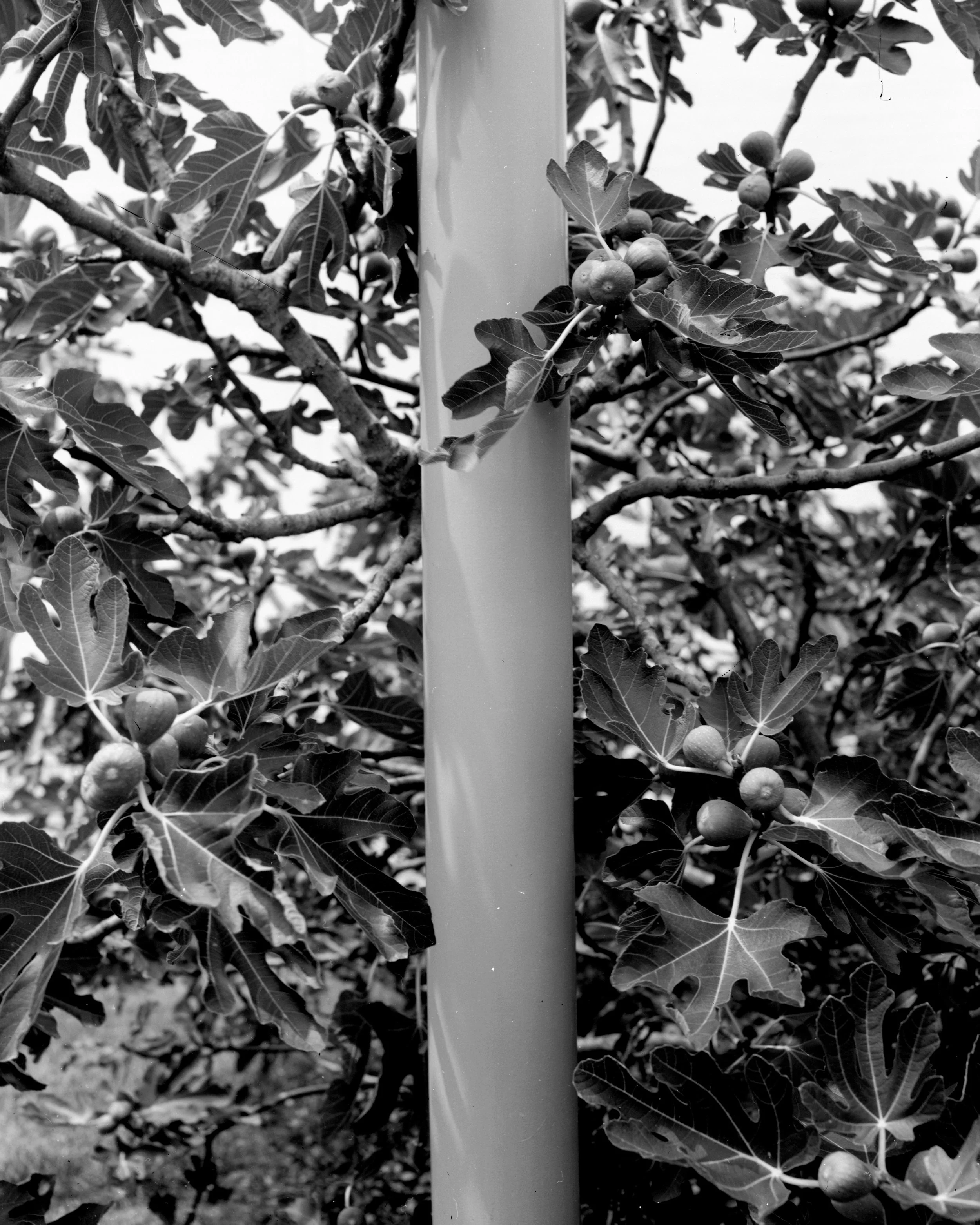 Figs grow behind the Daughters of the Confederacy building. Richmond, Virginia. 