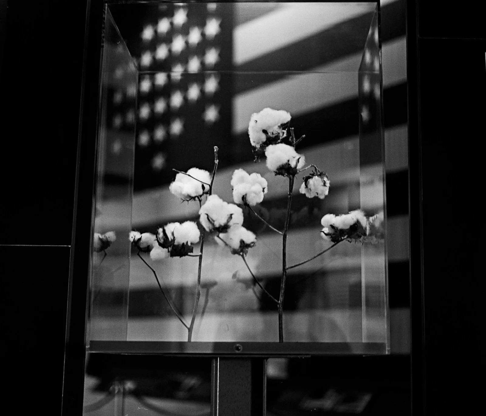 IMG_2237 Copy.jpeg