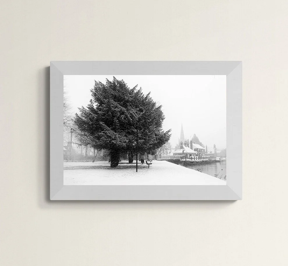 Snowy trees.jpg