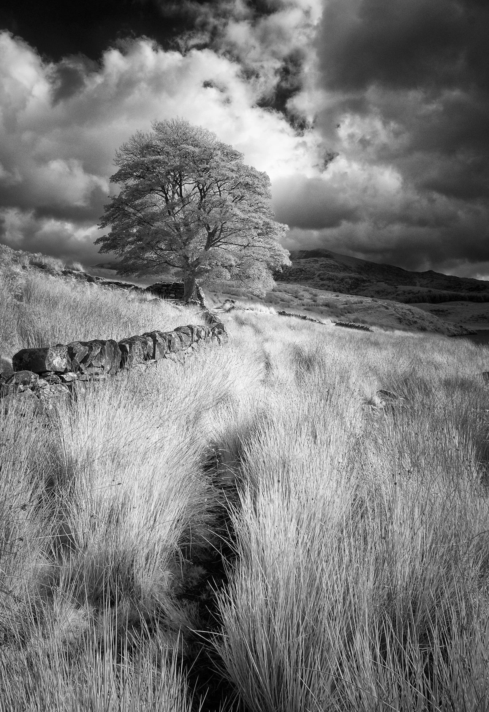 UK (17 of 22).jpg