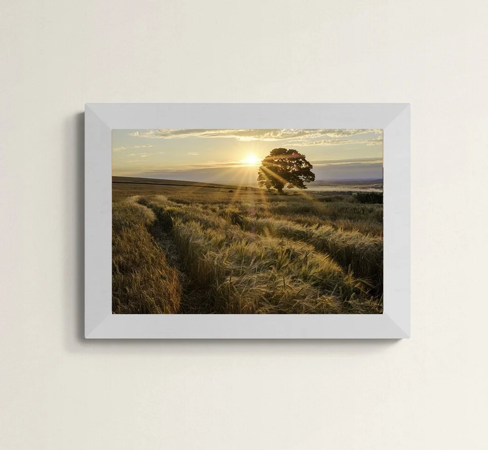Ridgeway Lone Tree