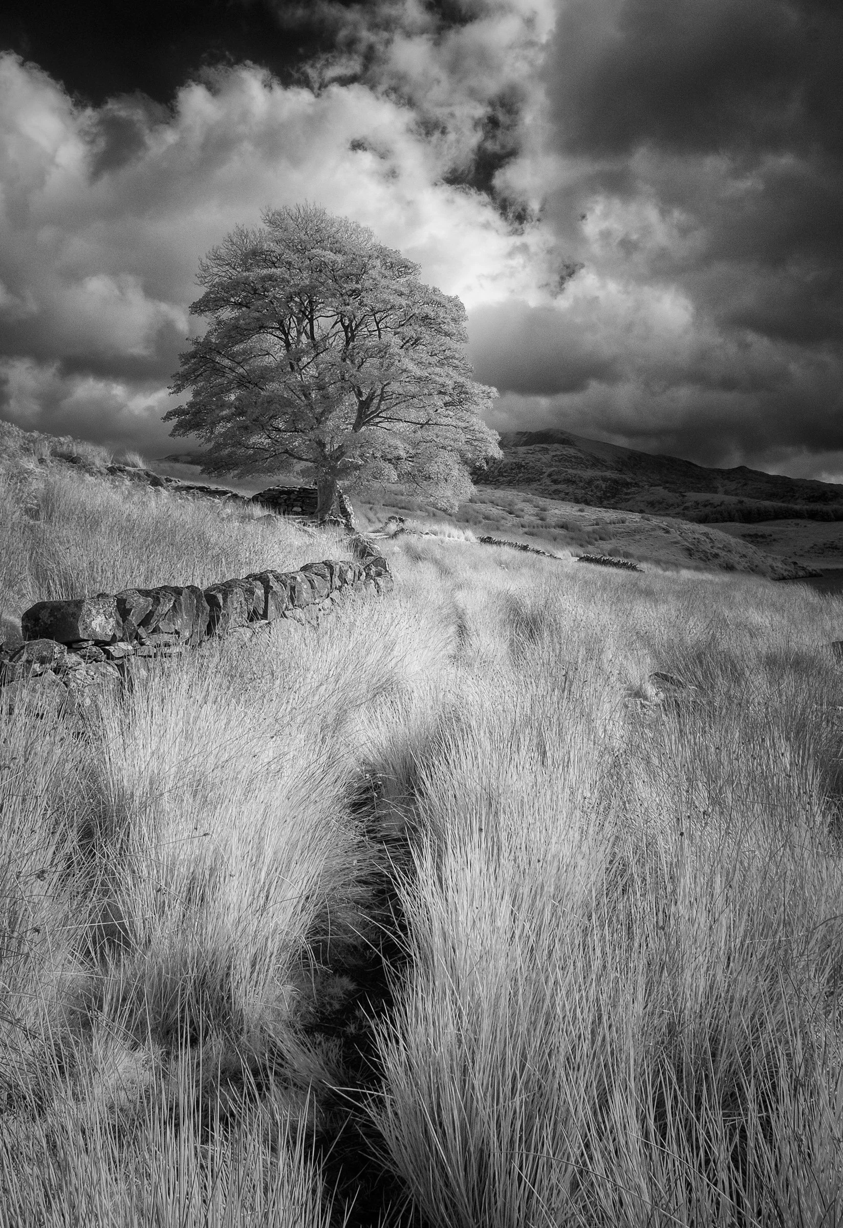 wales (9 of 13).jpg