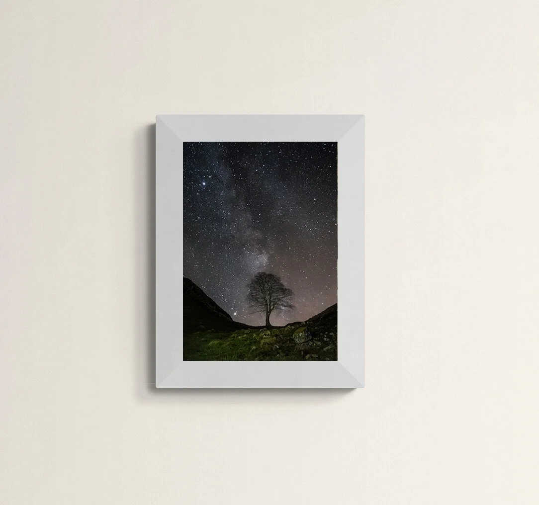 Sycamor eGap Tree.jpg