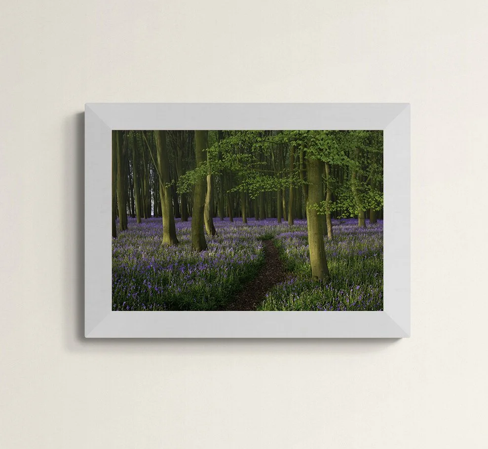 Badbury Clump Bluebells