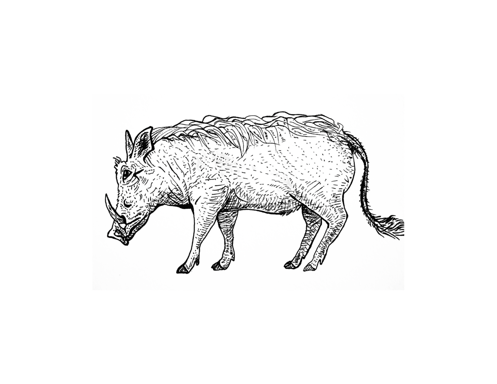 The Warthog
