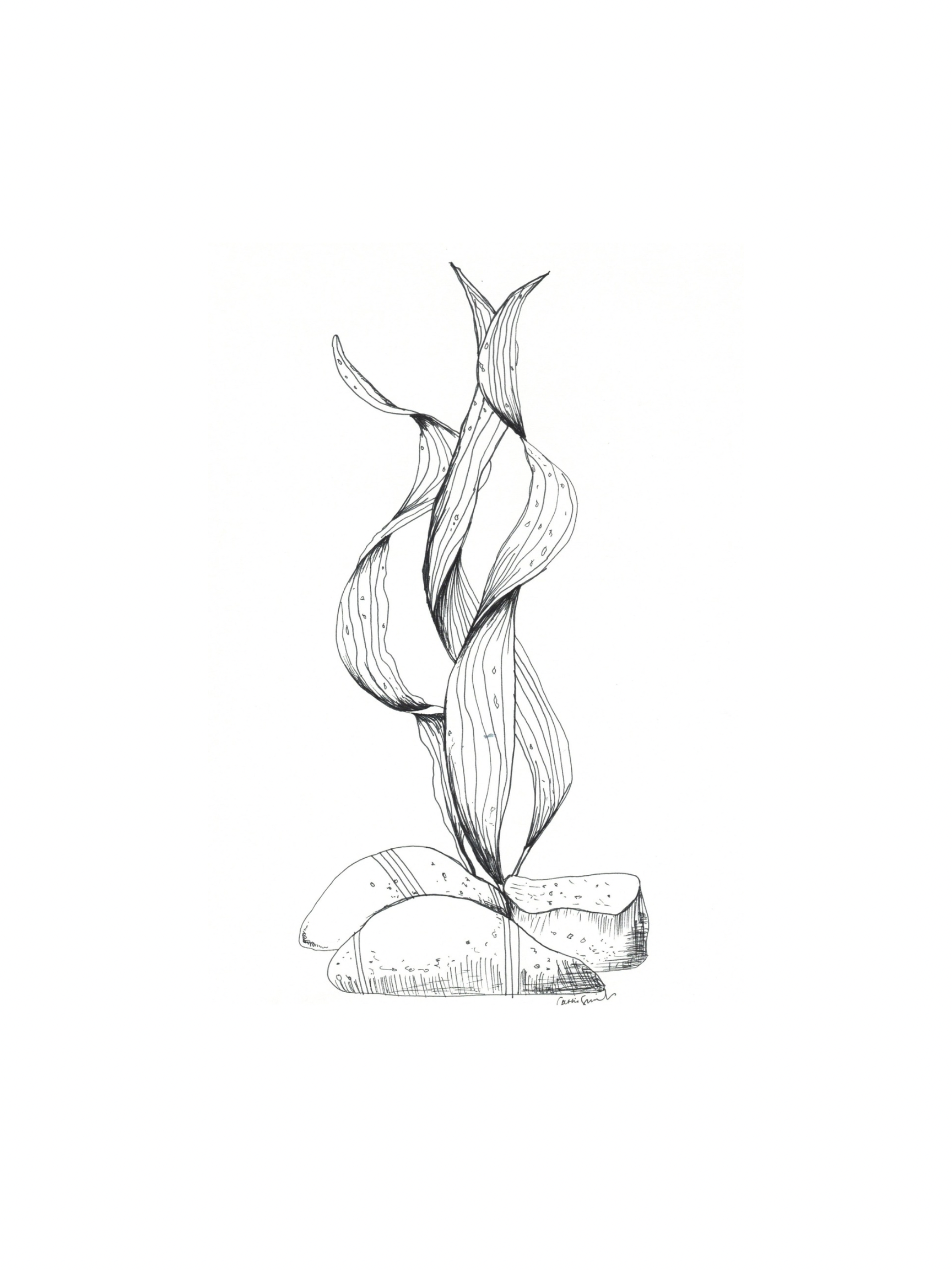Flow State Seaweed