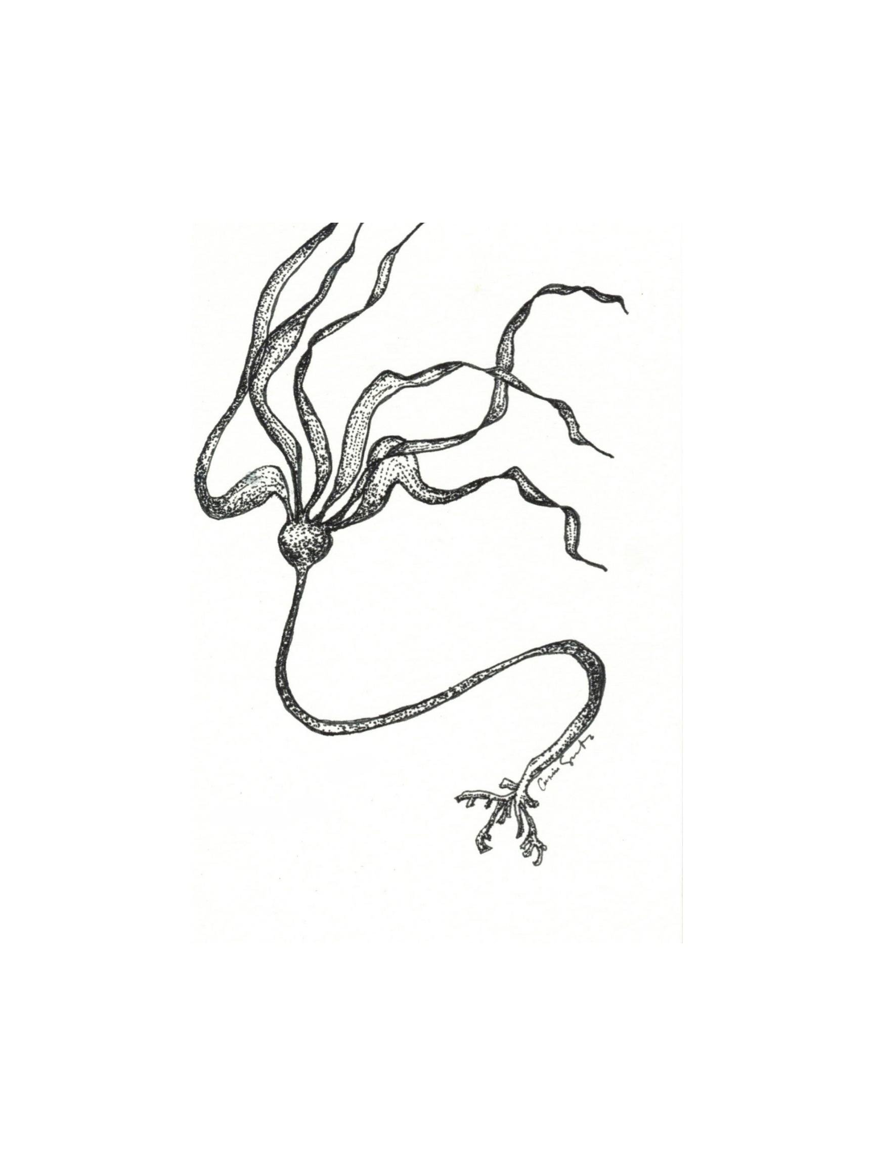 Kelp