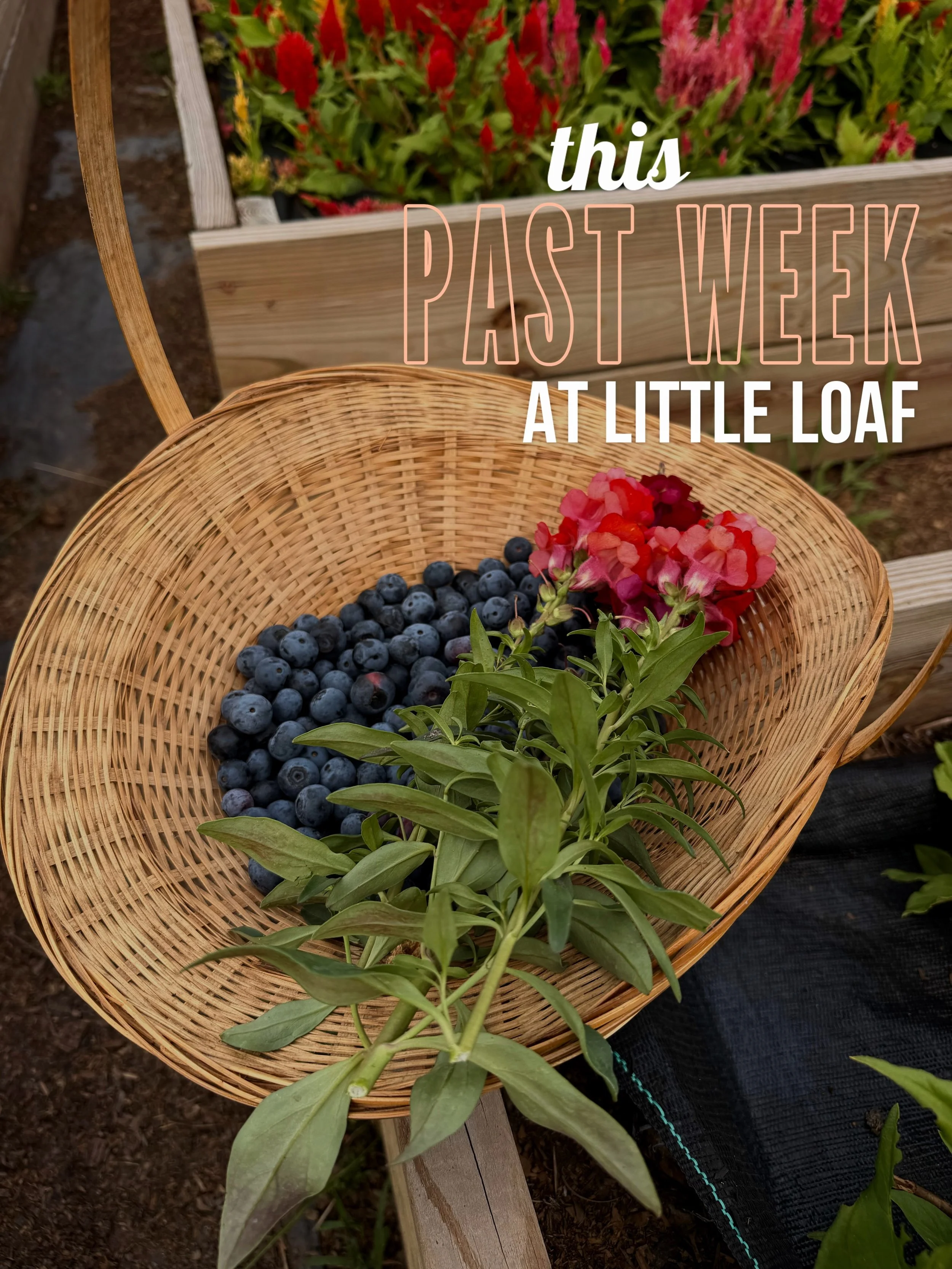 Just a little photo dump from a very fun-filled weekend at the Loaf (and also at @lively_grove_farms) ☀️

Tomorrow starts another lovely week for the team serving our favorite people! Pop by and see us, 8am-2pm!