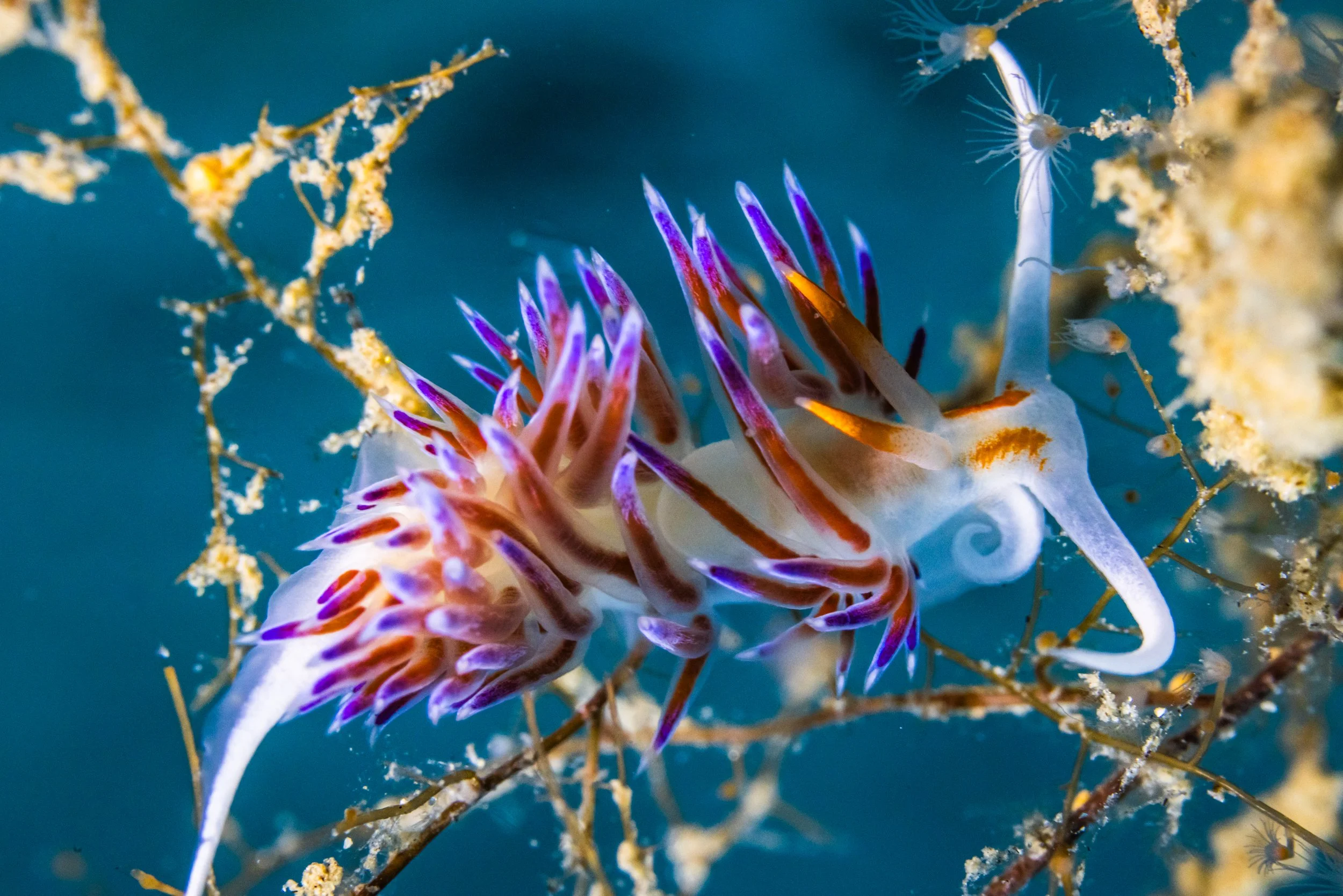 NIMA September NUDIBRANCH - 00805.jpg