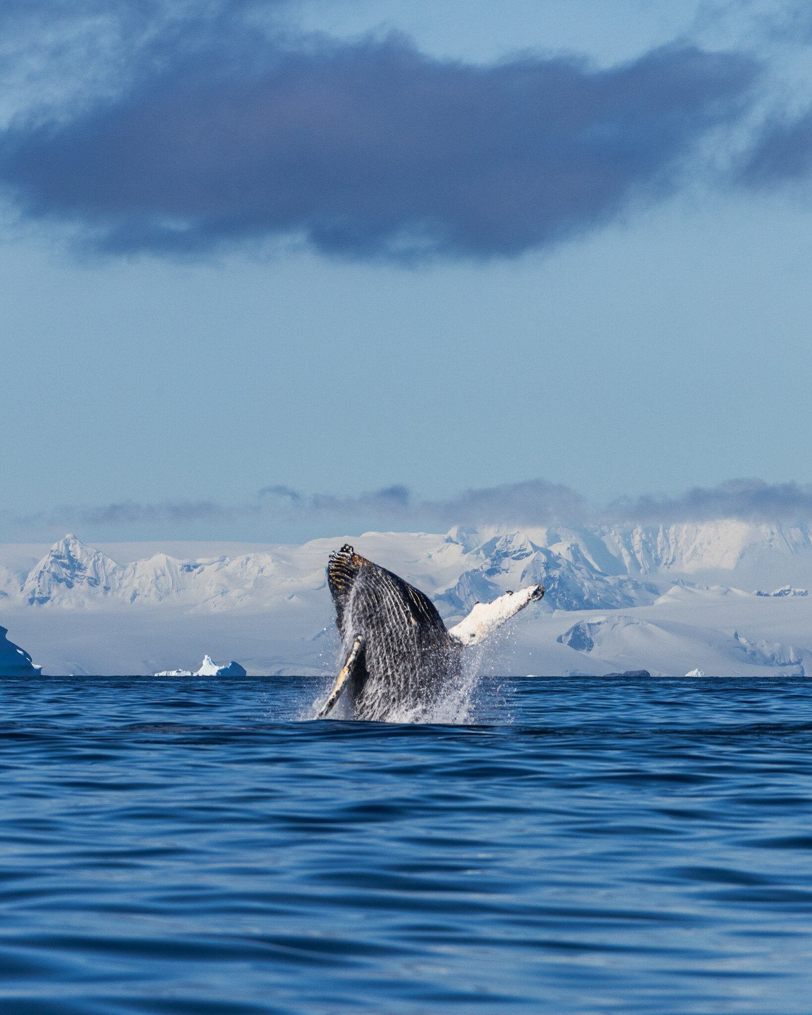 News sounded over the radio of some &quot;Big Fish&quot; swimming nearby. We arrived at Harry Island on one of the brightest days that I have seen in Antarctica and started the cruise over the surface of the endless blue water. While our bearing was 