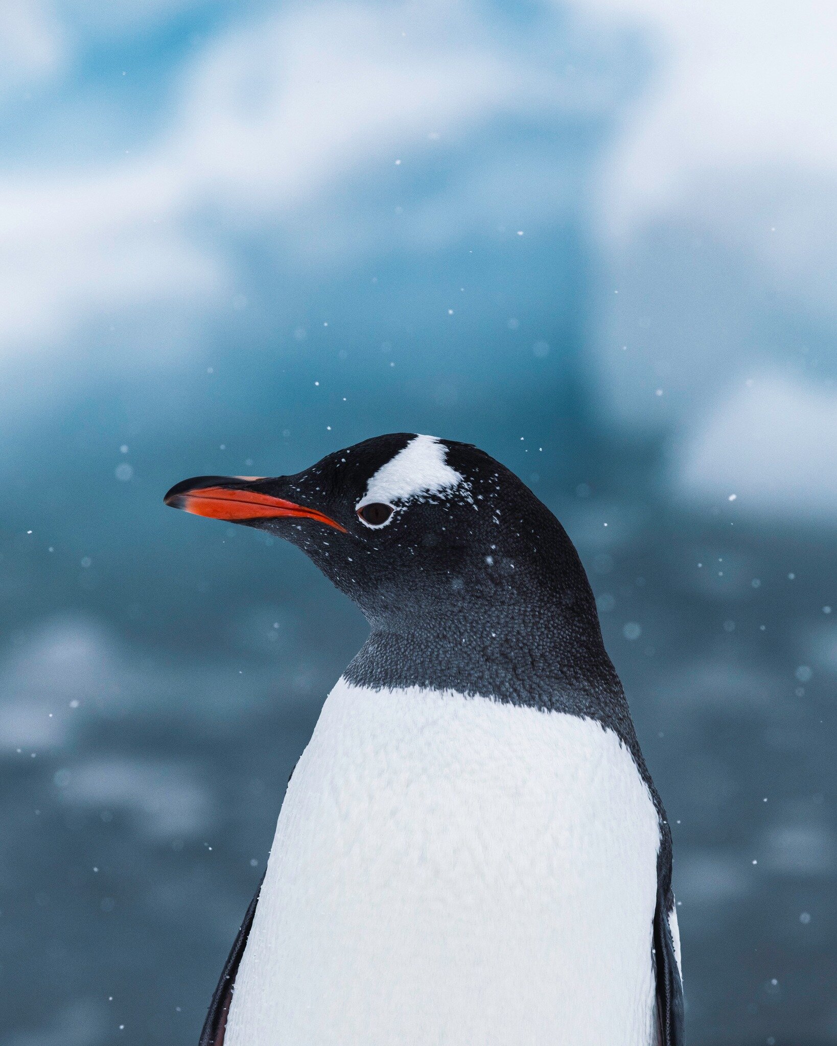 This lovely Gentoo sitting gently in the snowfall.. just kidding it was squawking loudly and waddling all around and falling over rocks and bumping its beak on some ice. I still like them though. #antarctica #expedition #explore 

Shot on @canonusa  