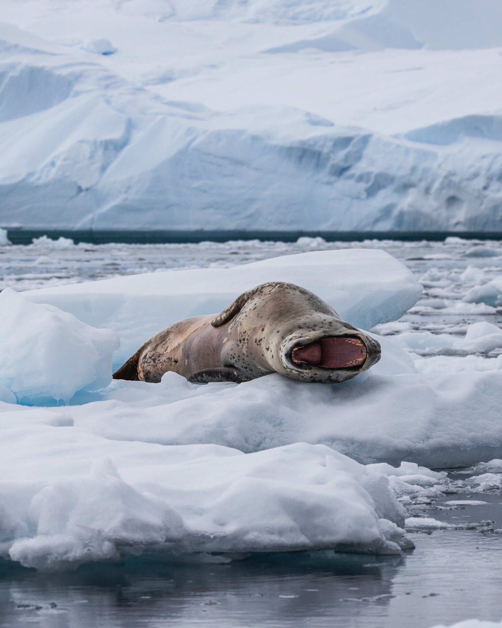 An incredibly lucky morning at Neko Harbour watching 2 different Leopard Seals resting on some ice floes. These prehistoric looking seals are always high on my list of animals to watch in Antarctica and I always feel so lucky when I spot them. The wi