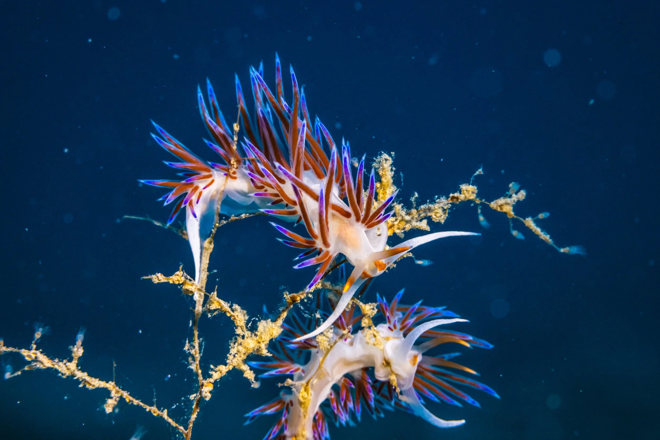NIMA September NUDIBRANCH - 00557.jpg