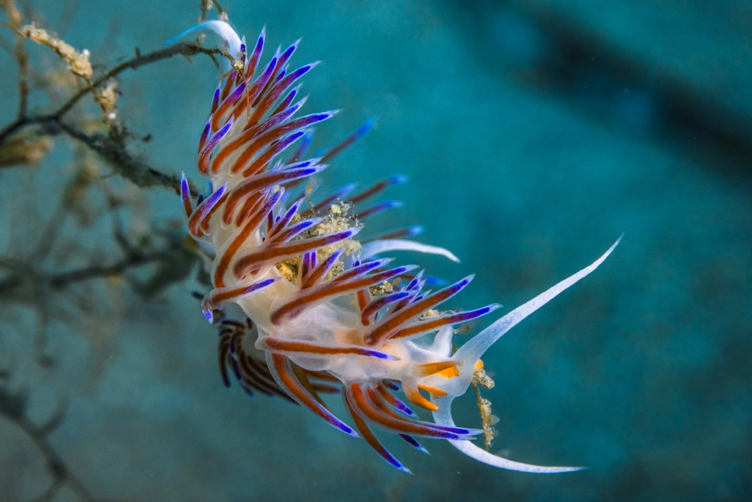NIMA September NUDIBRANCH - 00705.jpg