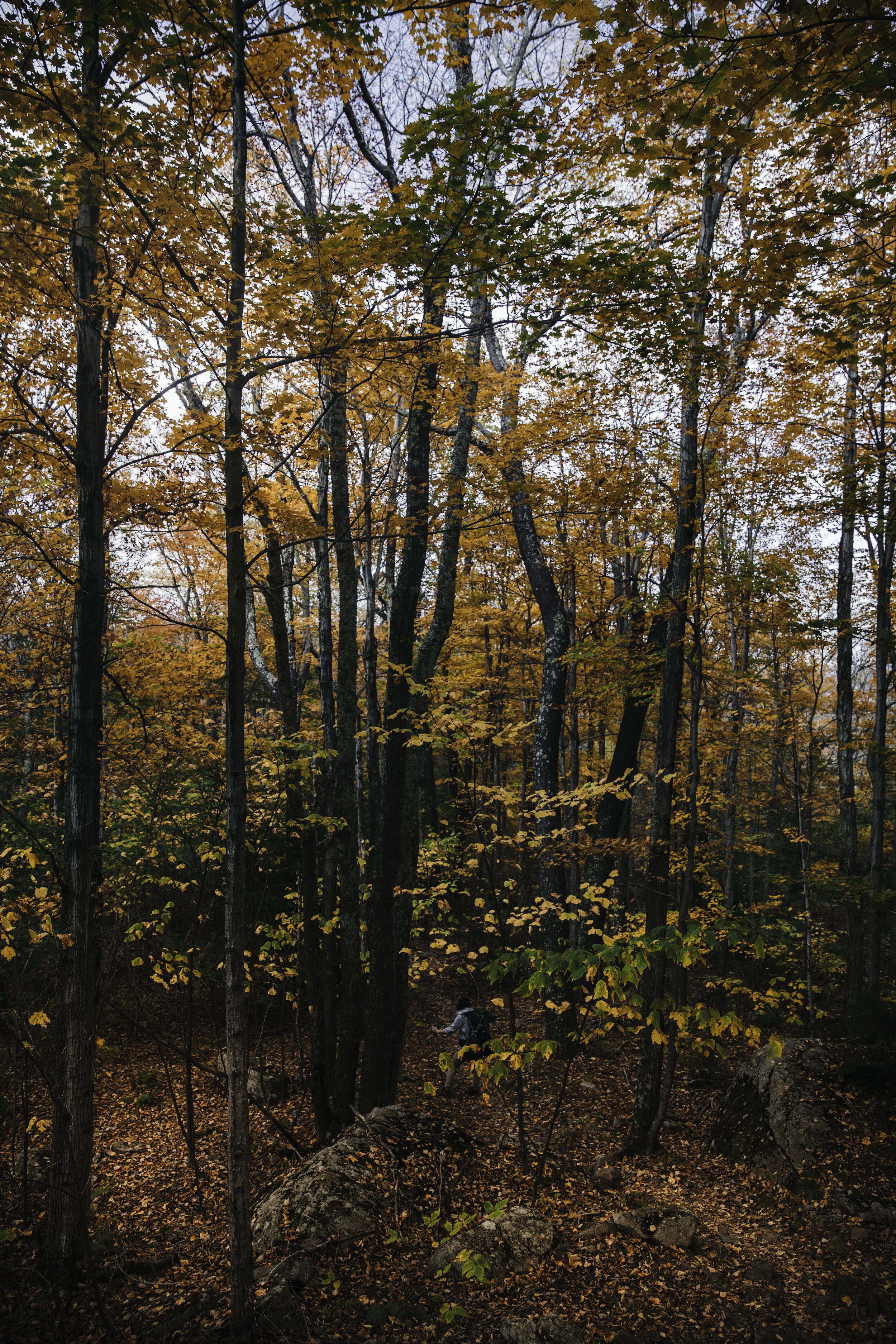 catskills fall foliage hike wittenberg slide cornell