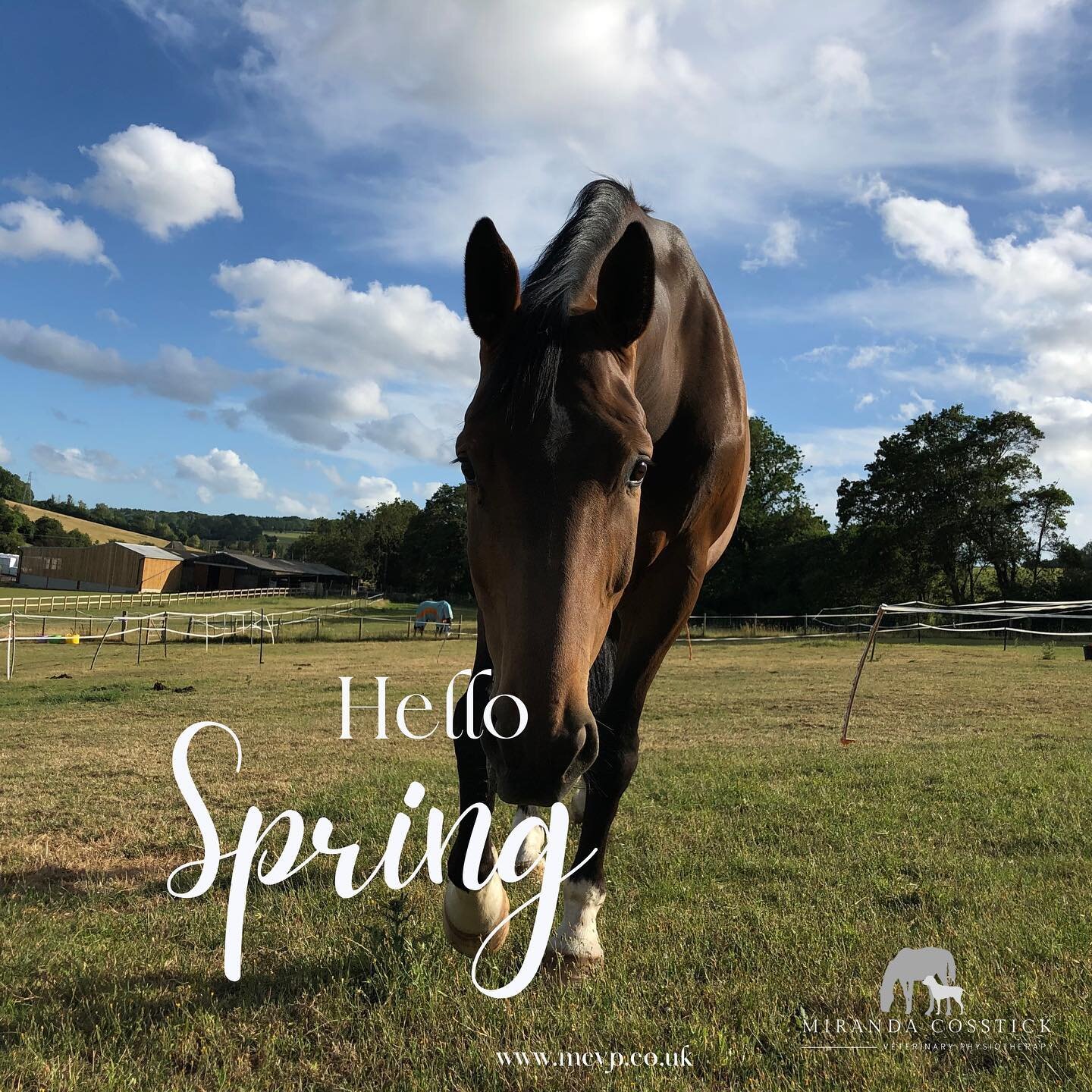 🌞Hello sunshine 🌞 
First day of treating ponies in a t-shirt ✅ 
Super busy few days catching up with lots of lovely four legged friends! I&rsquo;m finally sitting down to sort out all the admin so if you&rsquo;re waiting for me in any way I should 