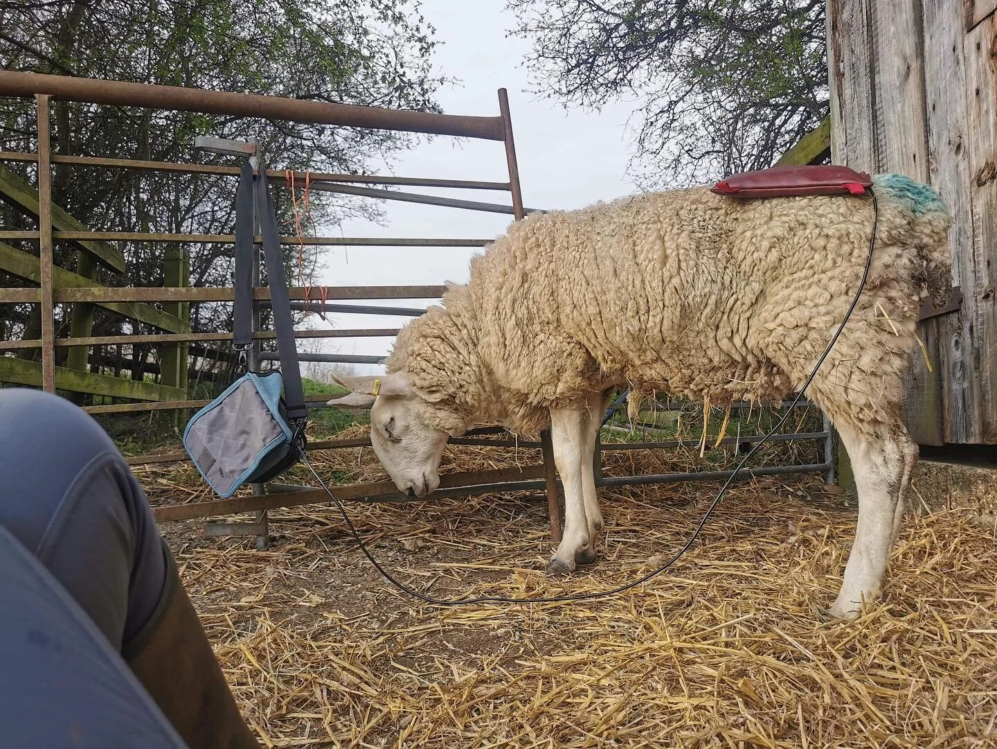 🐣🐑HAPPY EASTER🐣🐑 

Not all horses and dogs over here but a lovely ewe with a broken pelvis, having some pulse mag to try and up-regulate healing! 

Hope everyone has a fabulous weekend &amp; see you all soon! 

Quick note: booking well into may/J