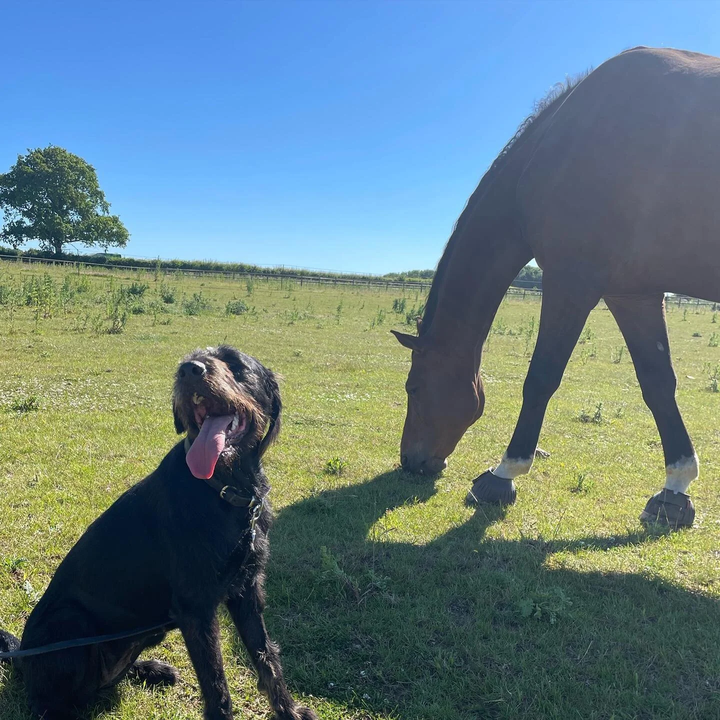 🌞❤️Happy August ❤️🌞

Where is this year going!? July zoomed by treating lots of your lovely ponies and dogs in the (somewhat blistering) heat 🌞❤️

August is looking exciting with lots of plans in the works and plenty of fun times to be had 🌞

Lim