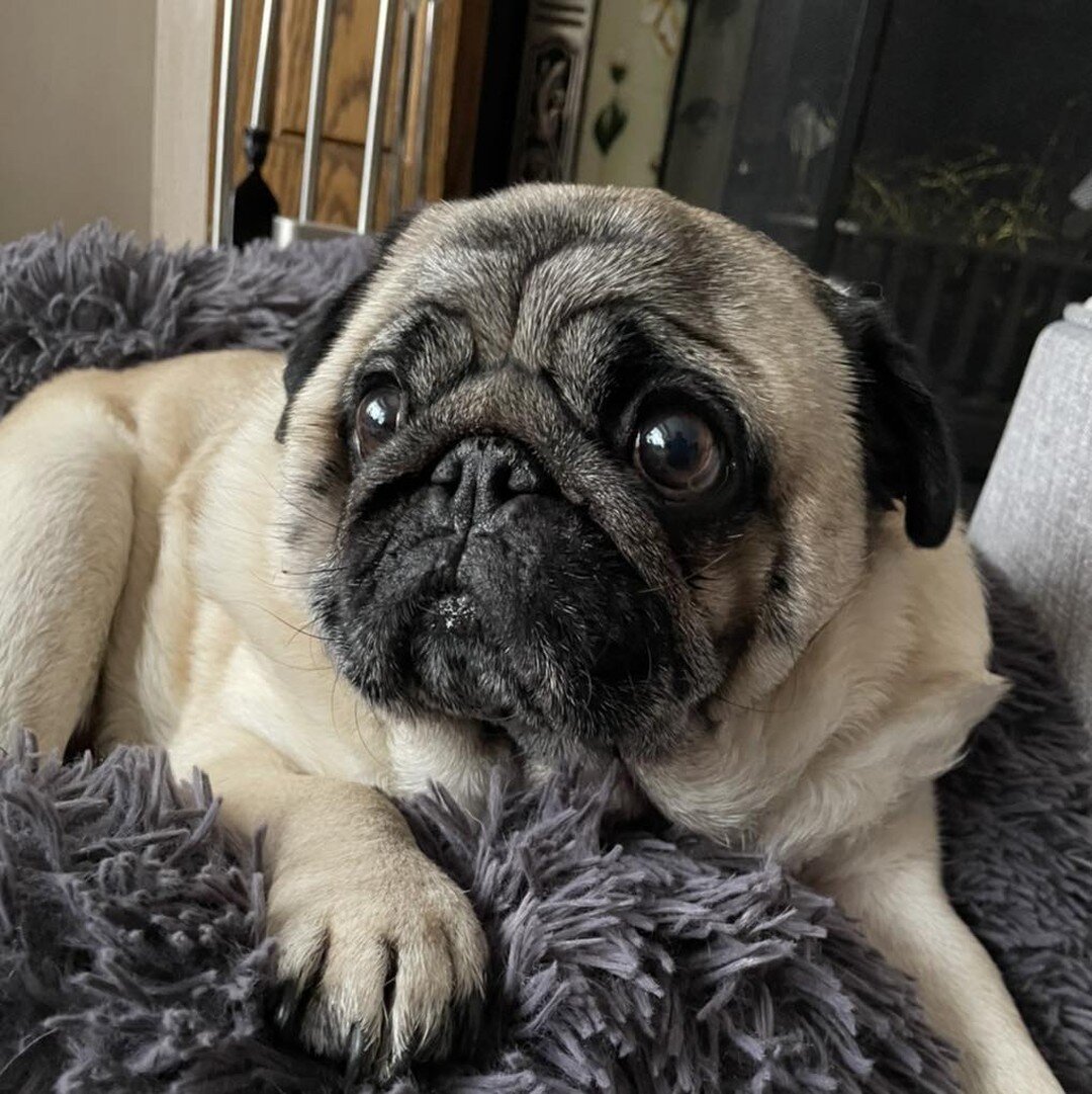 Is your older dog struggling? Danny here, or Mr Pug as he is also known, is heading into his golden years and has been struggling recently with the hot weather &amp; his mobility has declined.
Factors to consider
- Heat- especially the brachycephalic