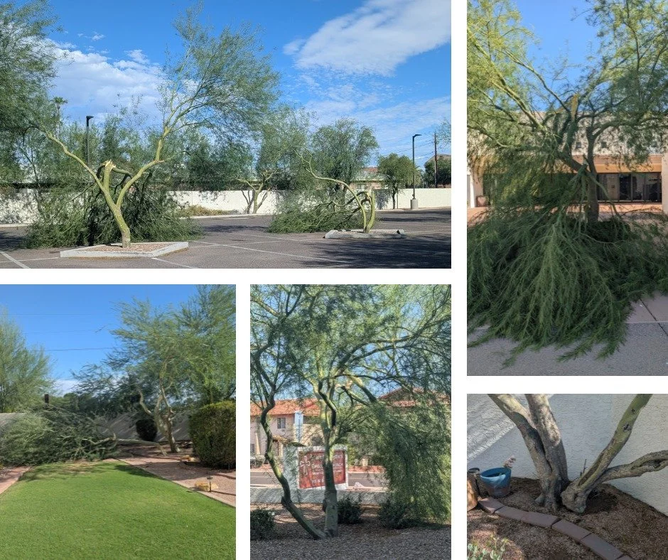 Storm Cleanup Help Needed! 🌳 Wednesday night&rsquo;s dust and thunderstorm caused significant damage to several trees on our campus. Our Building &amp; Grounds tree-trimming team will be at the church by 7:00 AM this Saturday (Friday morning, too!) 