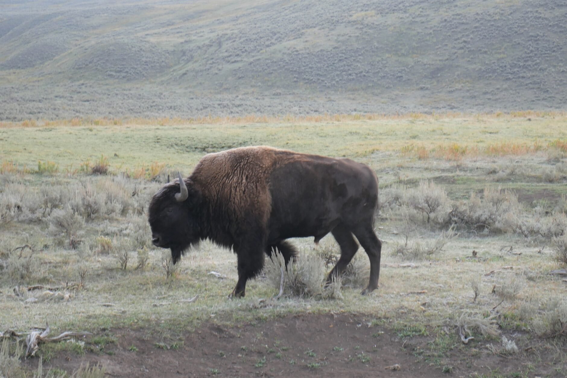 Ninth Circuit urged to cull Montana bison hunt