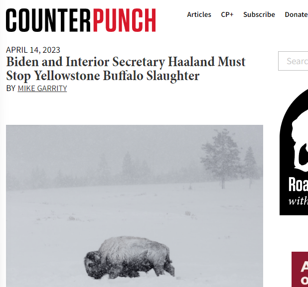 COUNTERPUNCH