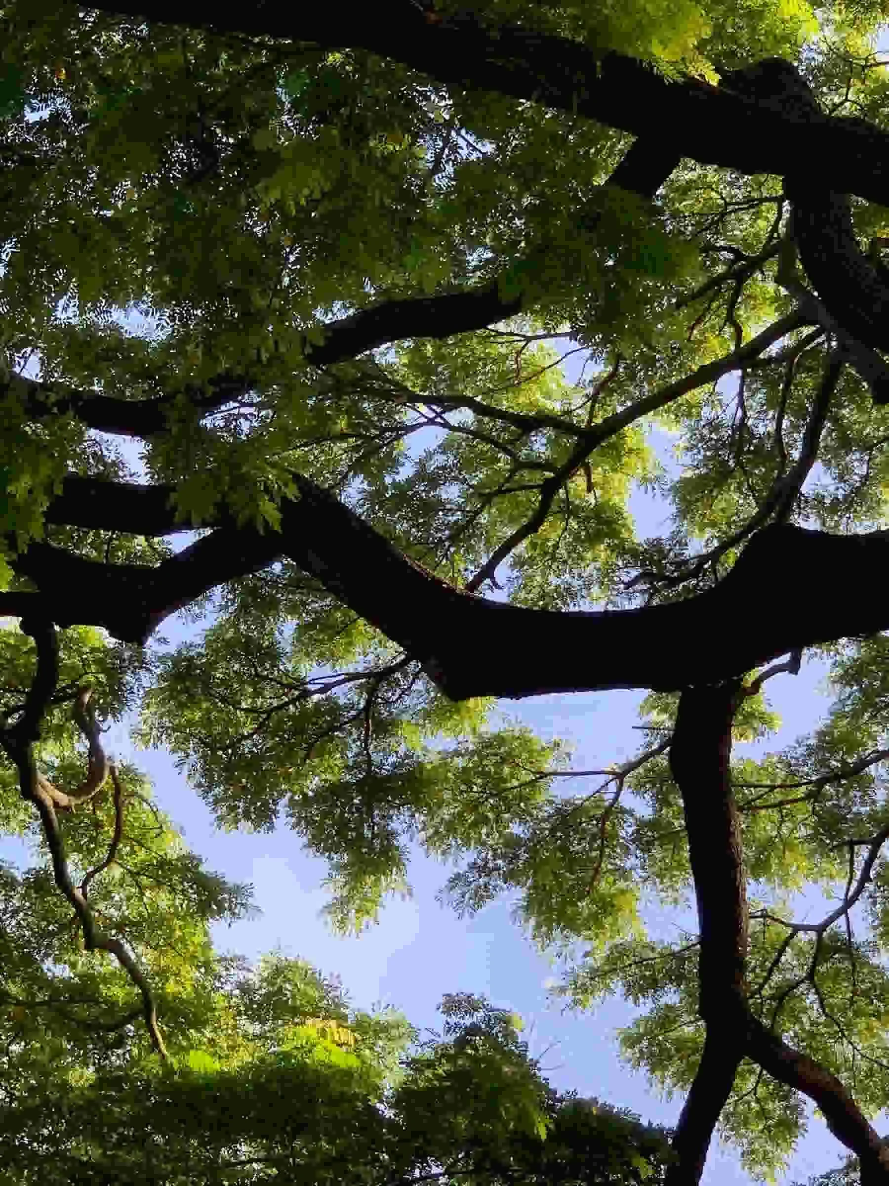 trees.jpeg