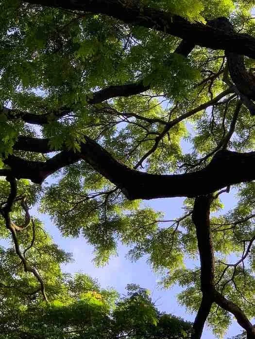 sky view from trees