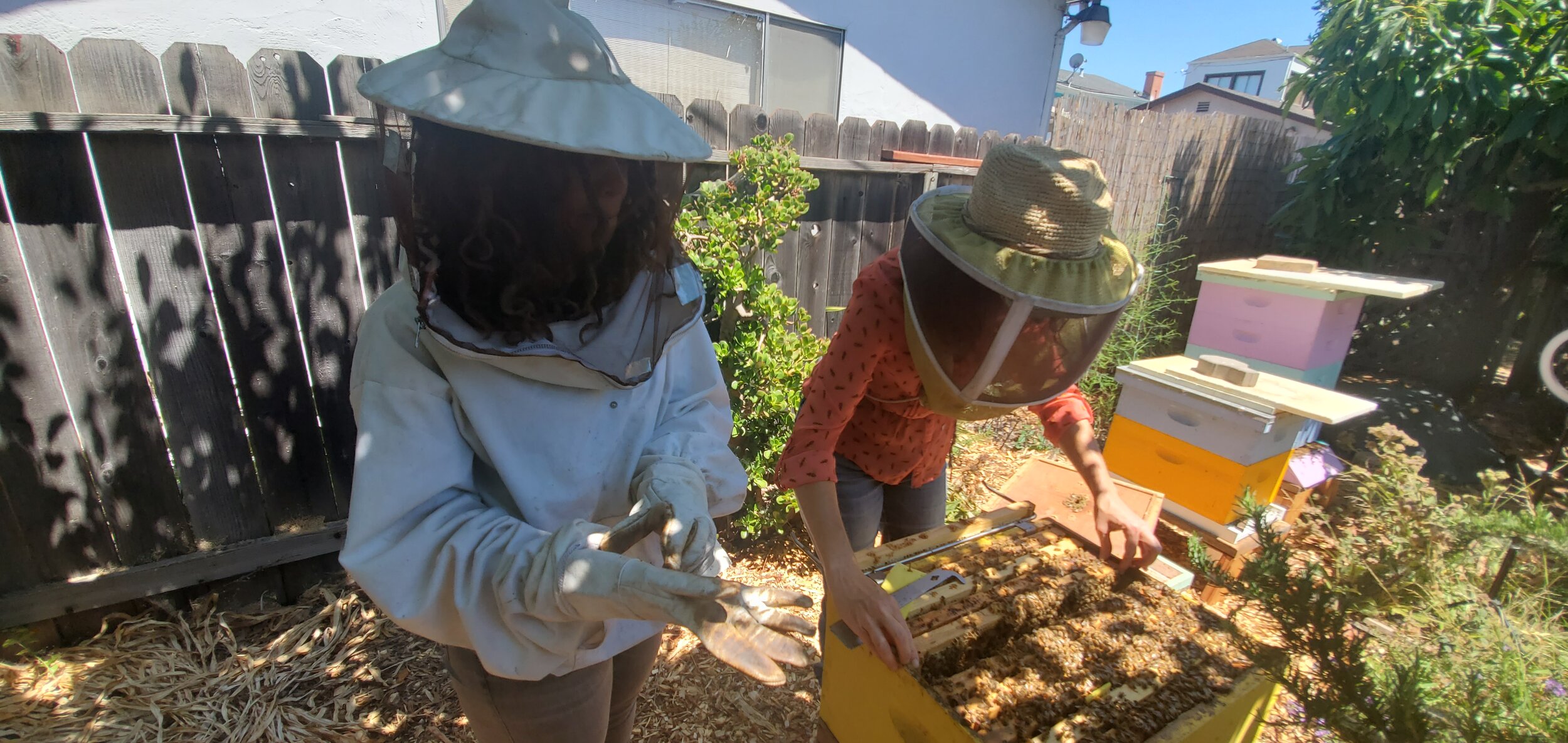 Two people in protective gear tending to a beehive in a garden, next to colorful beehive boxes and a wooden fence.