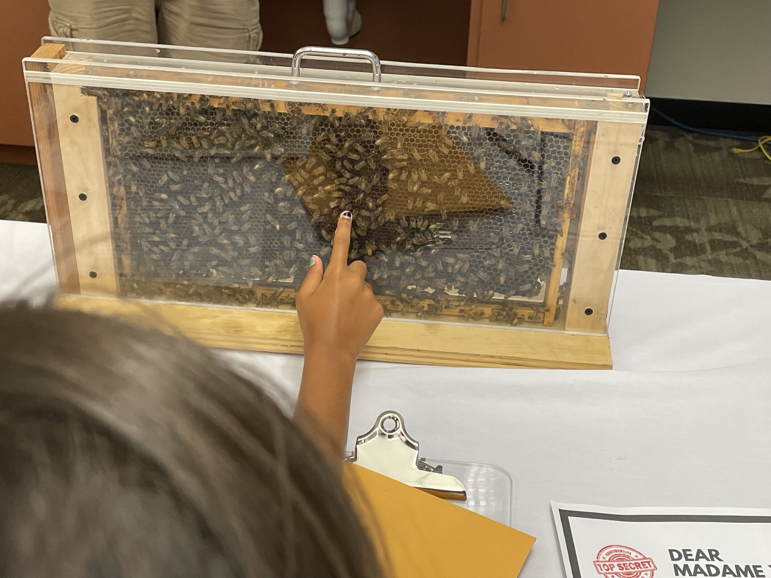 Child pointing at observation beehive displayed on a table.