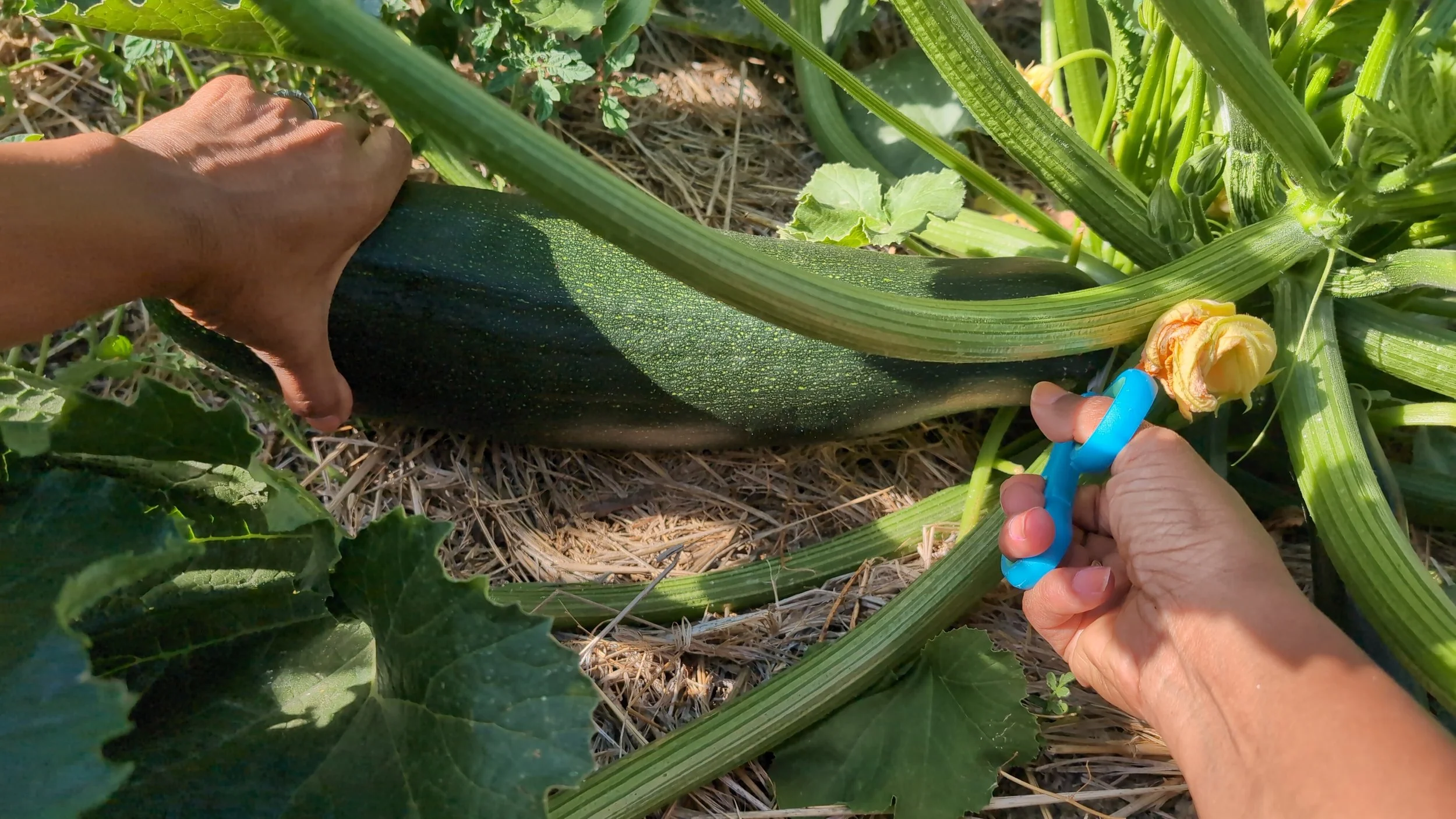 IMG_20250608_173948_053 copy.jpg