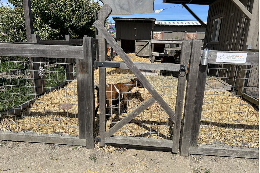 goat.png