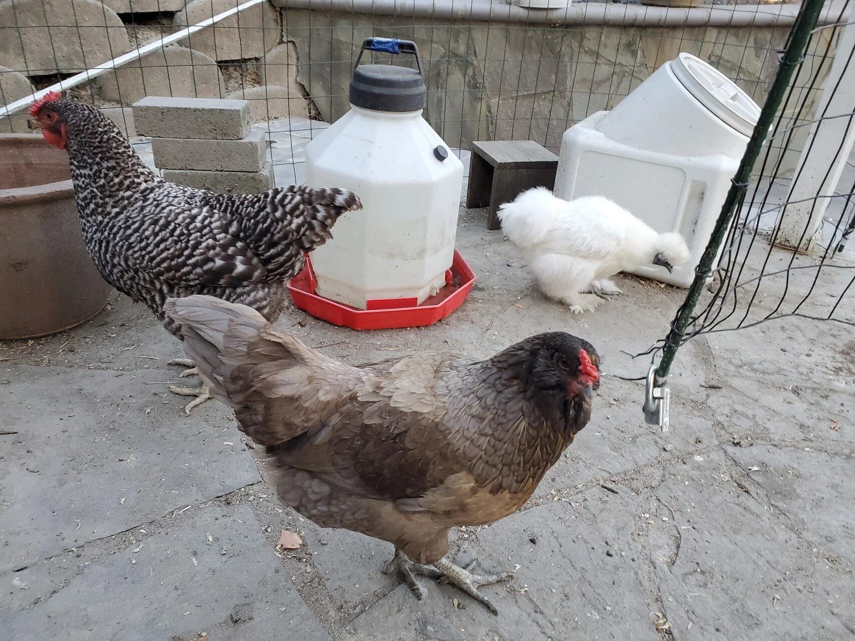 A few of my former girls. Thanks for the delicious eggs, sweet hens! Unlike grocery store eggs, happy, naturally-raised hens produce fresh eggs with orange yolks (not anemic-looking, pale yellow ones) and firmer, more clear albumen. We raise a lot of