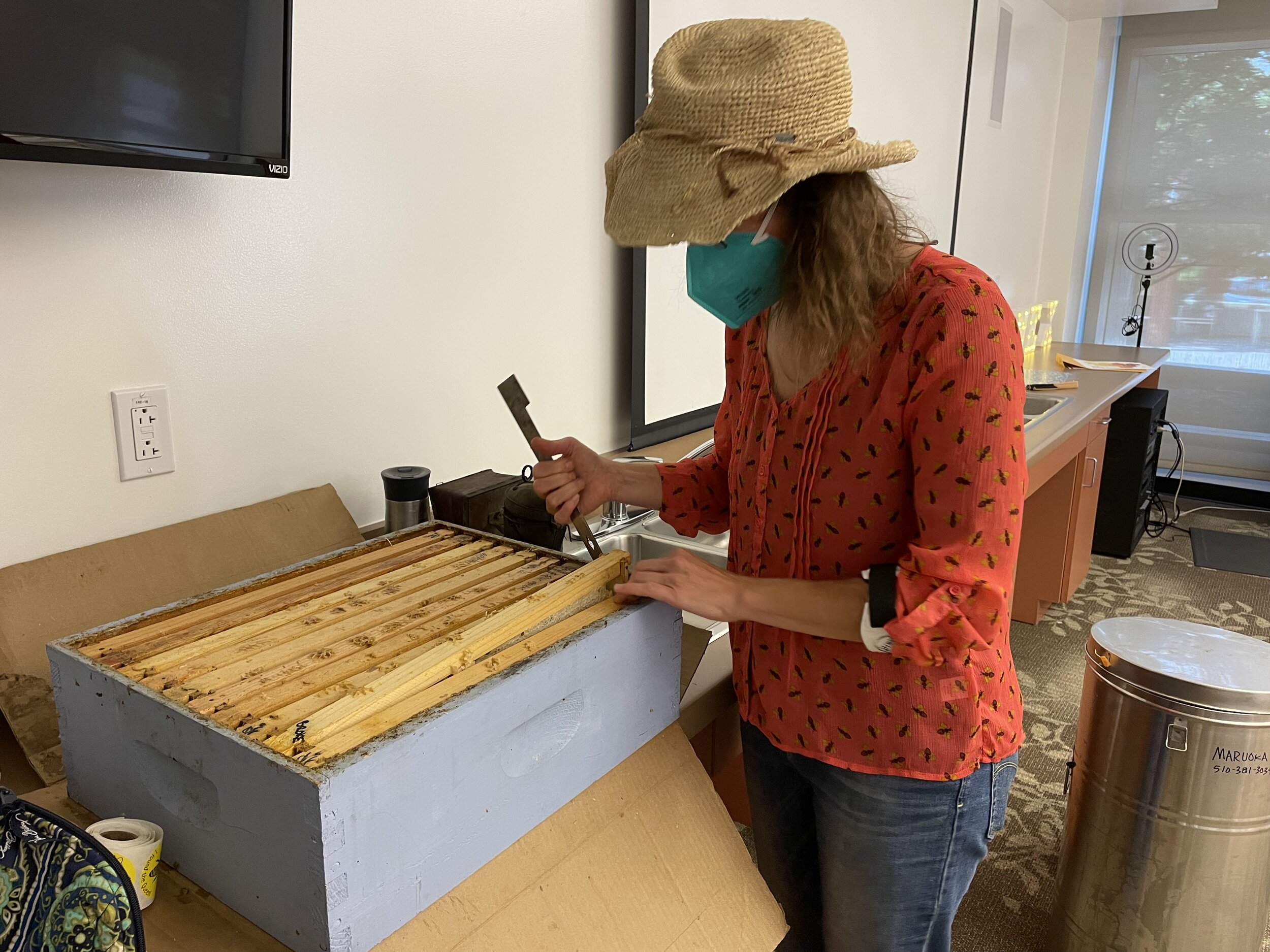 Ms. Paula, our resident bee expert, pulling bee panels from her bee boxes, for the students to uncap and hand-spin in our honey extractor