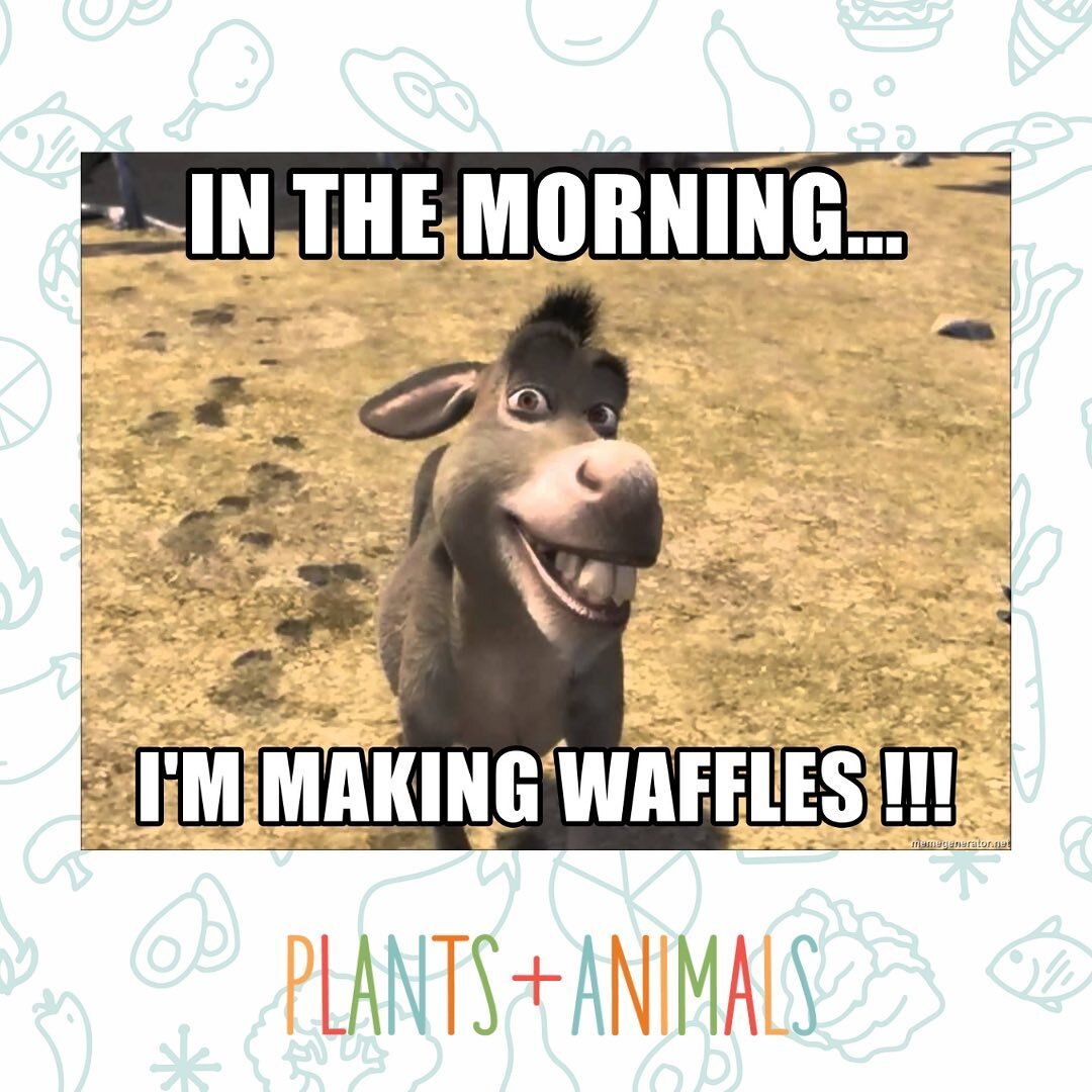 Who doesn't love waffles on a Sunday morning?! Make sure you come and enjoy a delicious waffle brunch with us brought to you by Donkey! 😝🍴⁠⁠
⁠⁠
#waffles #shrek #sundaybrunch #brunch #brunchin #sundaymornings #breakfast #keto #eatketo #vegan #lowcar