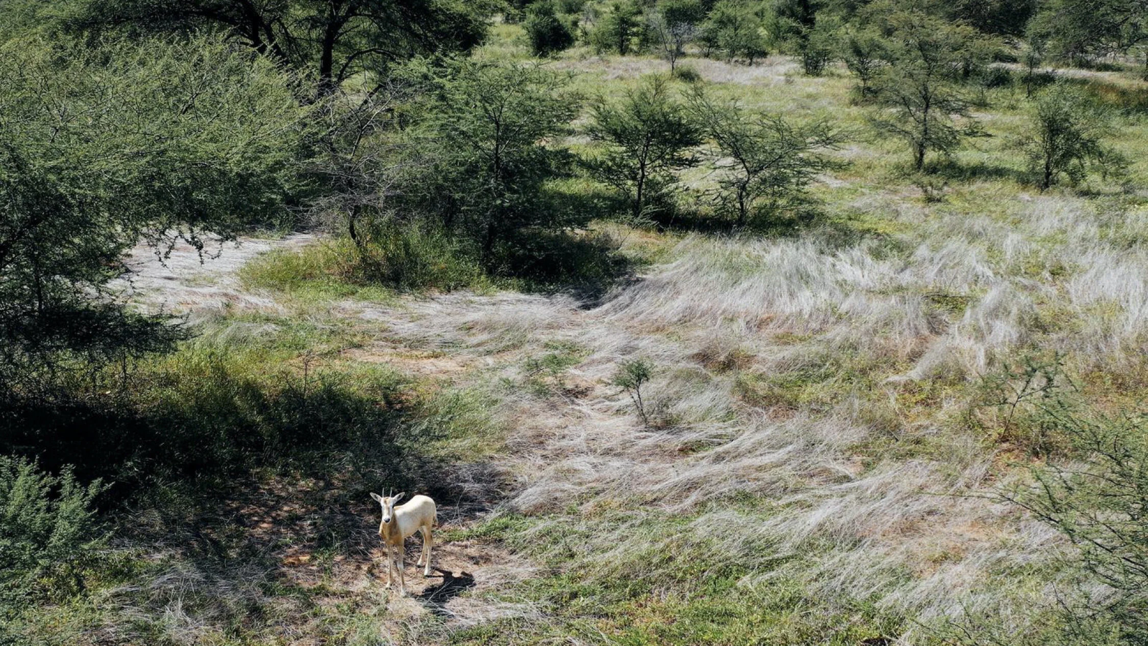 The Great Green Wall (Copy)
