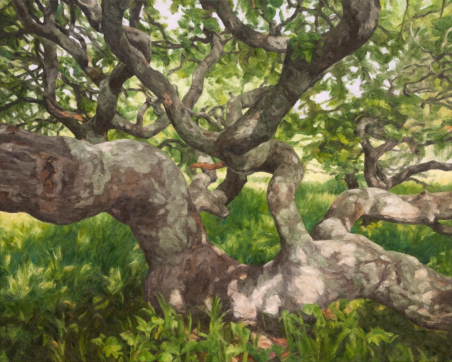 2026_Moore-Creek-Oak-Branches.jpg