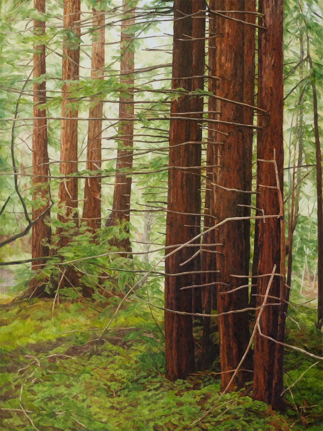 Painting of second-growth grove of redwoods