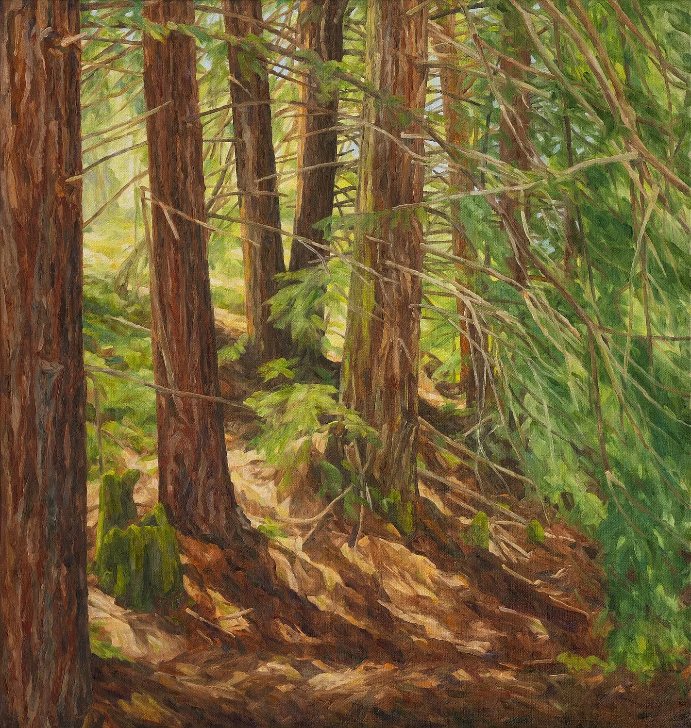 Redwoods at Live Earth Farm