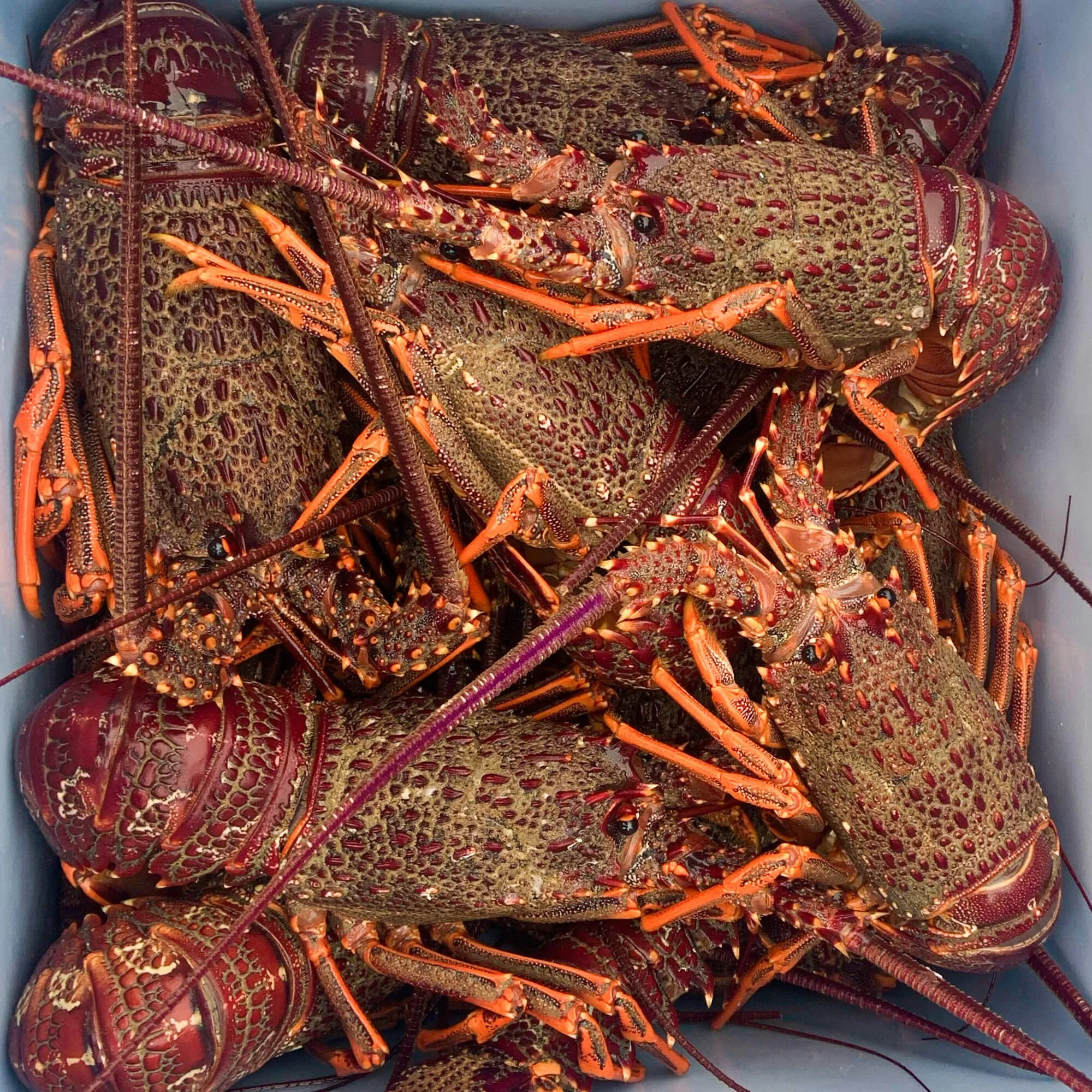 live-crayfish.JPG