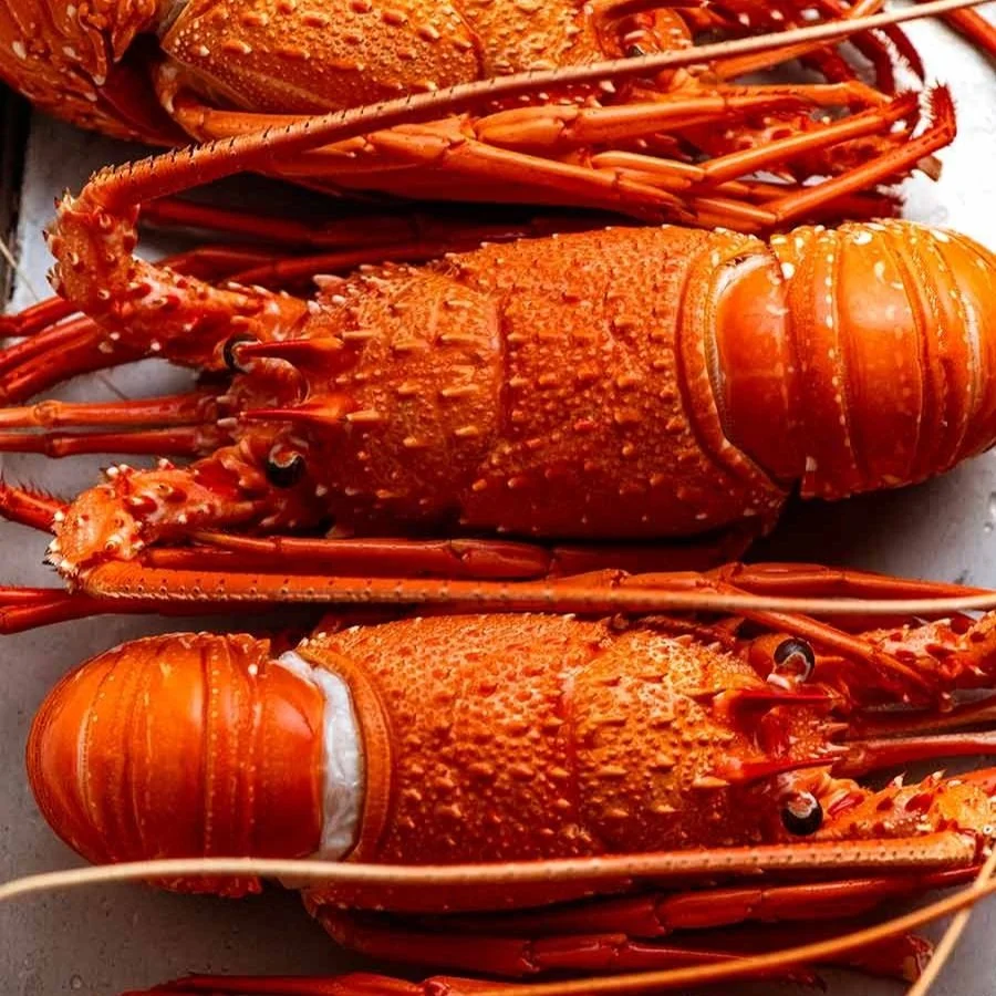 Western Australian Lobster (Cooked) — Saltwater Seafoods NZ