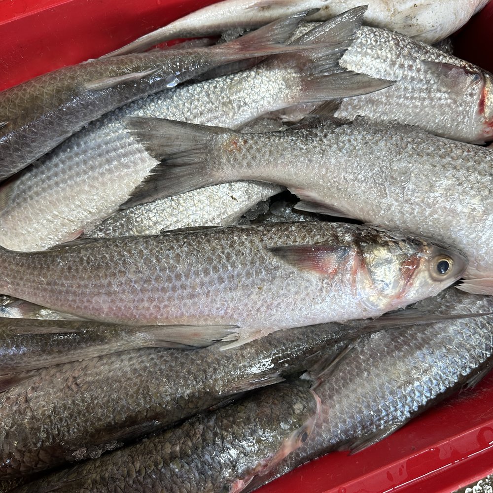 Whole Mullet — Saltwater Seafoods NZ